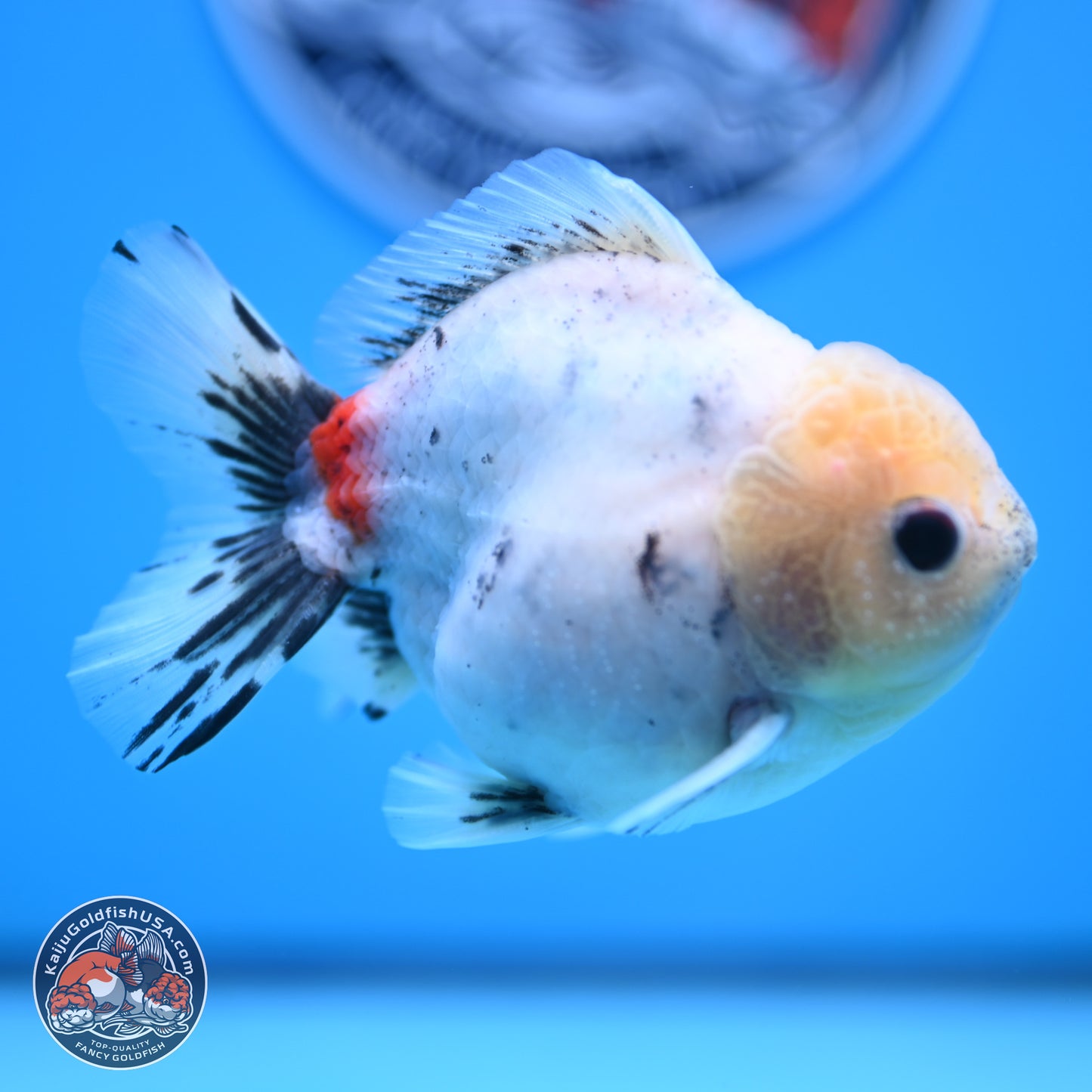 Calico YuanBao Oranda 4.5 inches - Male (241129_OR09) - Kaiju Goldfish USA