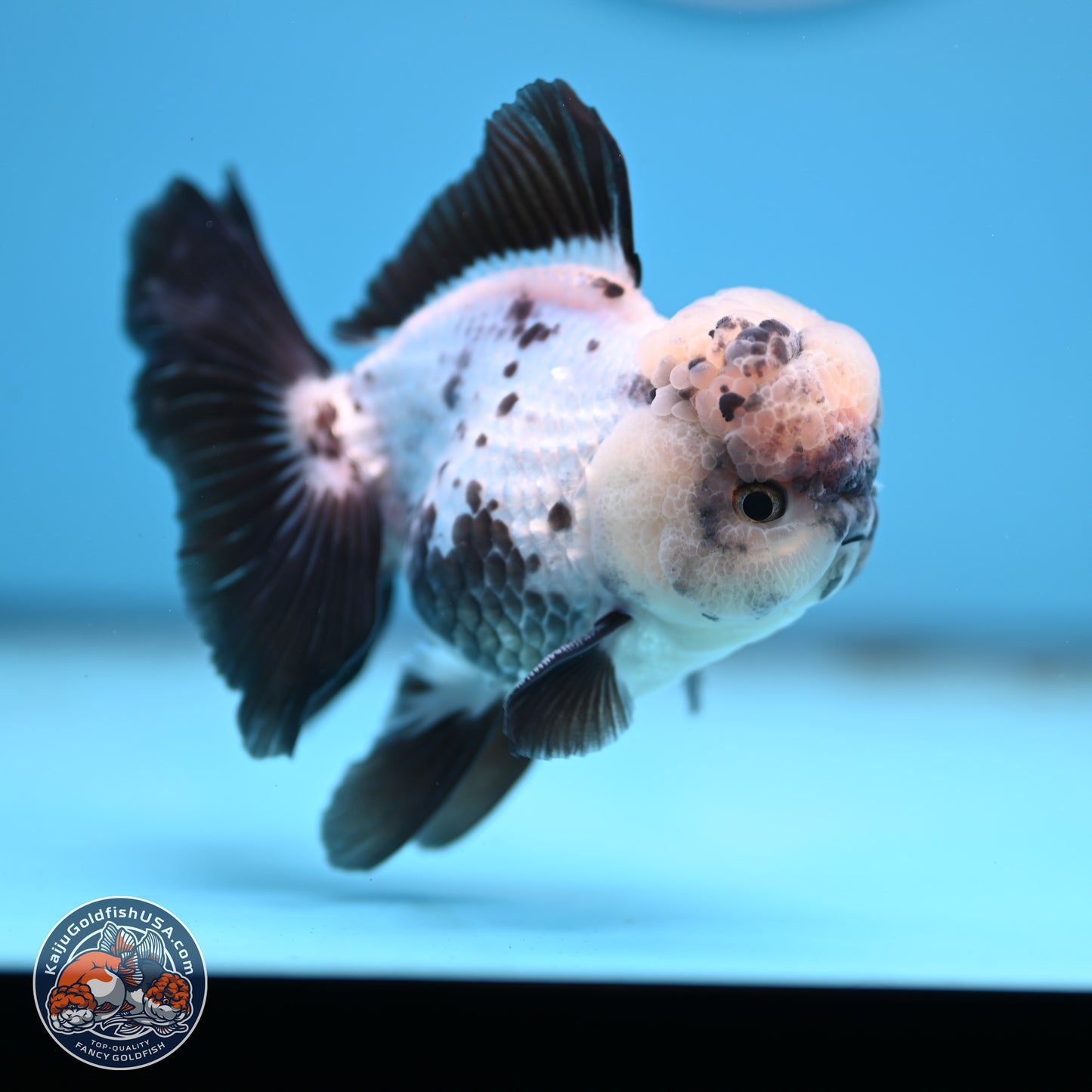 Panda Rose Tail Oranda 4.5 inches - Male (241206_OR09) - Kaiju Goldfish USA