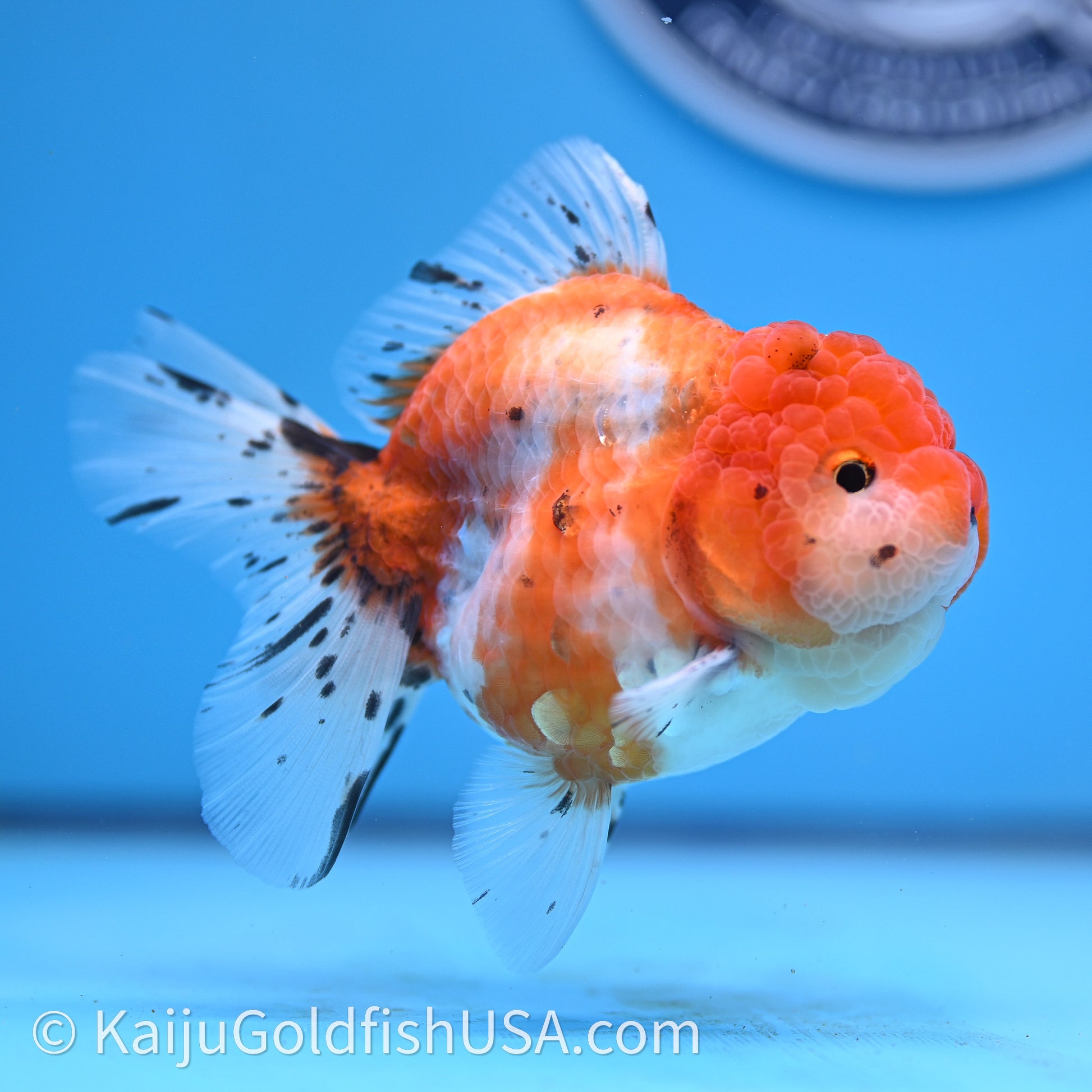 Shogun Godzilla Tricolor Sakura Oranda 3.25in Body (240726_OR09) - Kaiju Goldfish USA