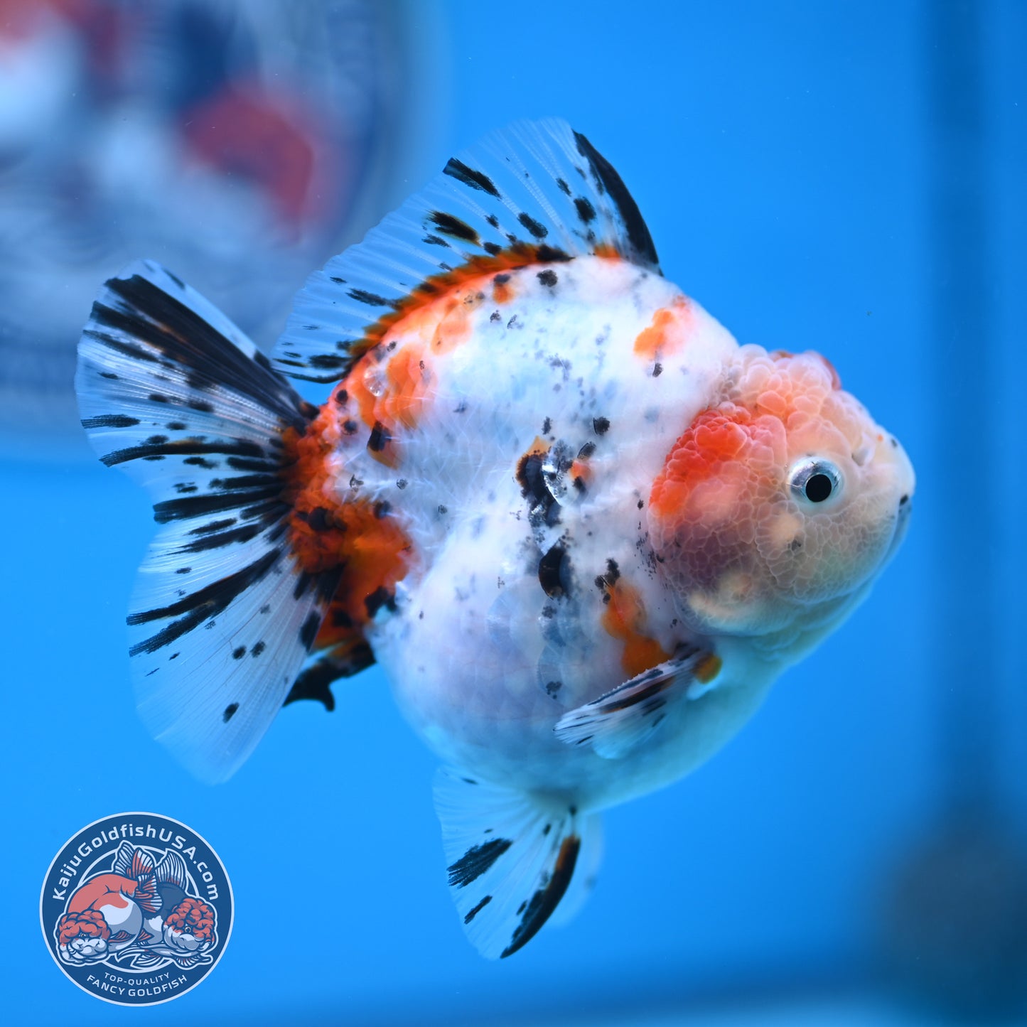 Shogun High Back Calico Oranda 3.5 inches Body (250530_OR09)