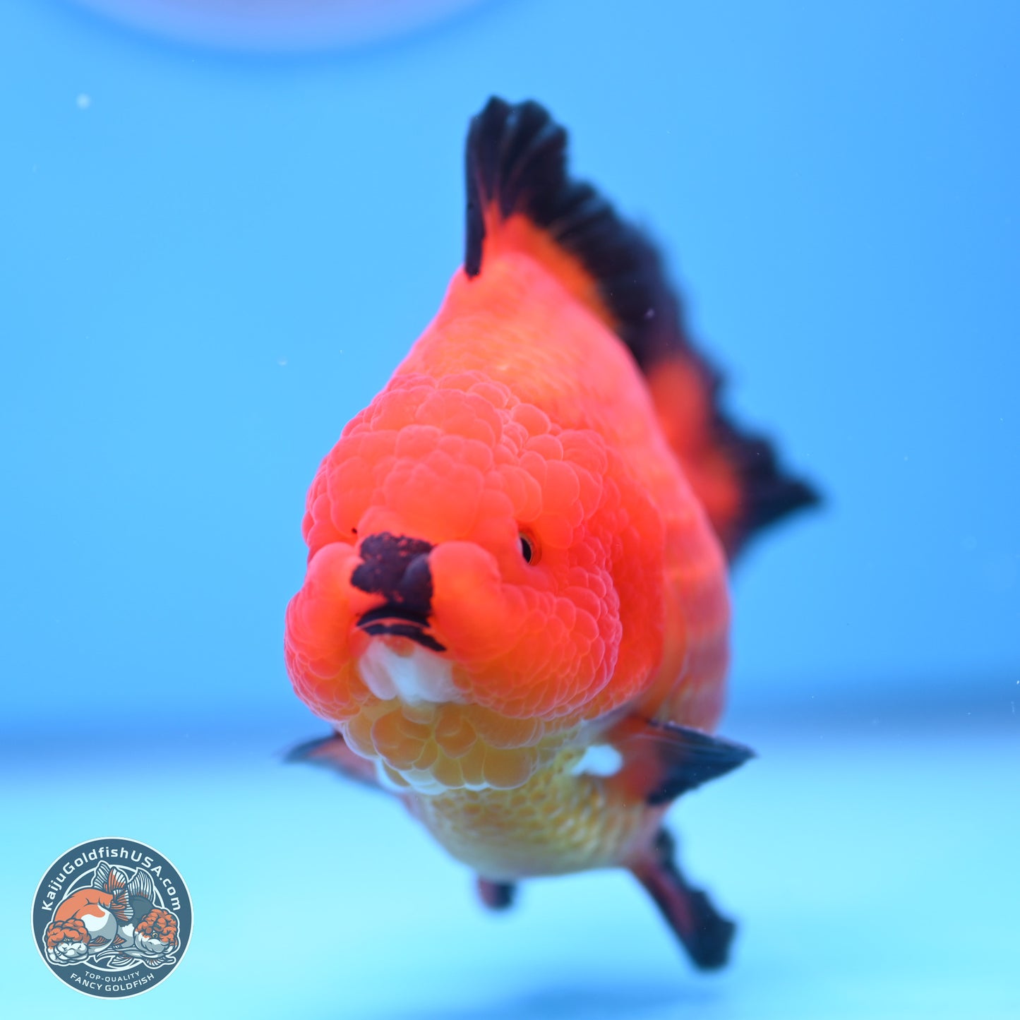 Apache YuanBao Oranda 4 inches Body - Male (241227_OR09) - Kaiju Goldfish USA