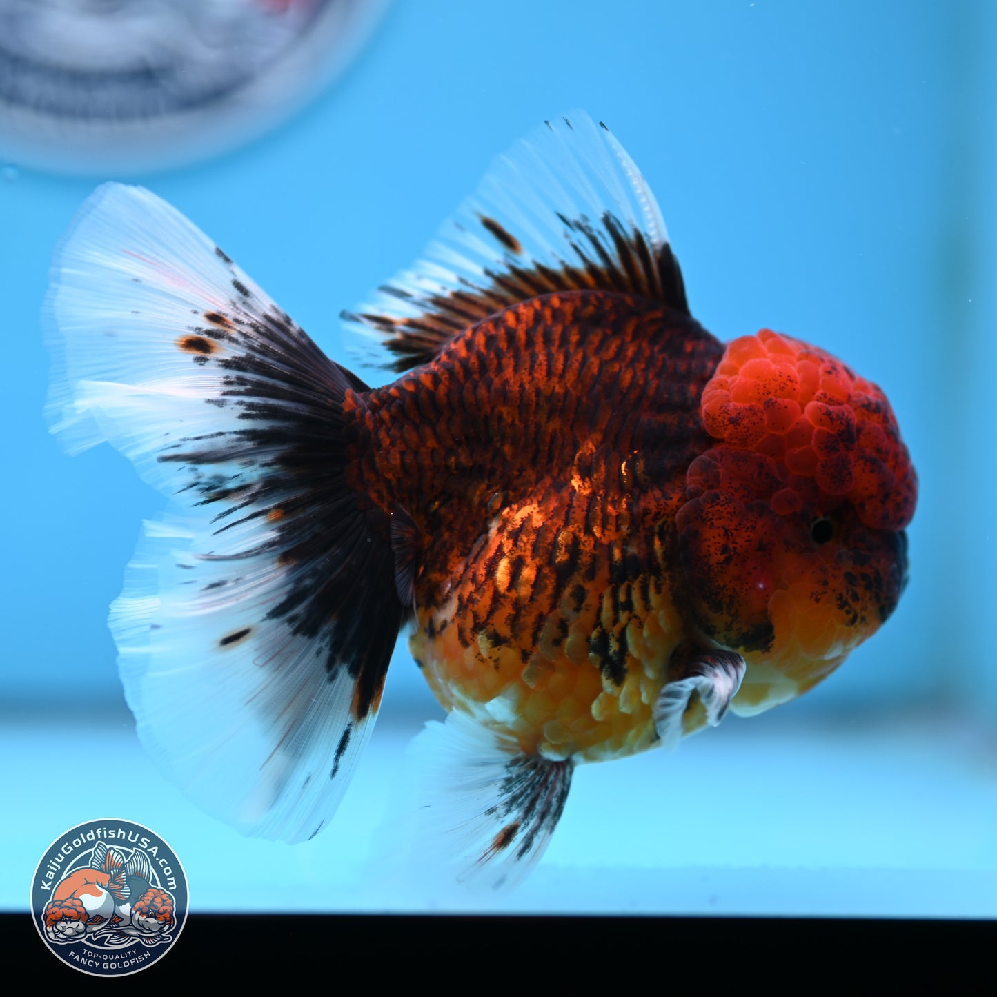 Red Kirin Rose Tail Oranda 3.75 inches Body - Female (250314_OR09)