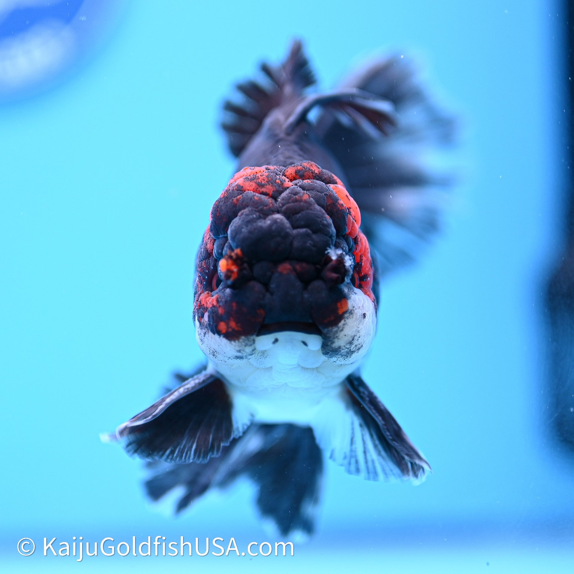 Tricolor Butterfly Tail Oranda 4in Body (240621_OR09) - Kaiju Goldfish USA