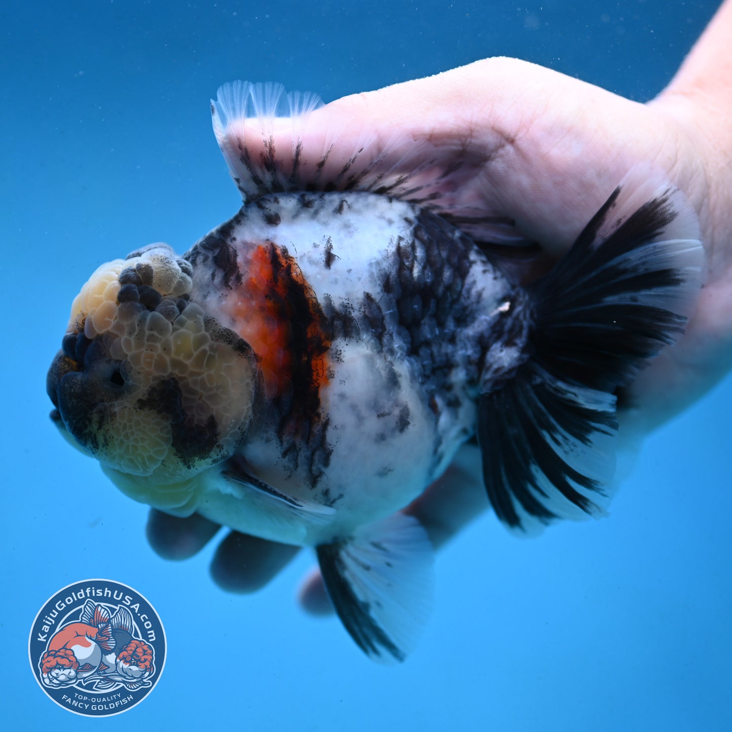 Tricolor Rose Tail Oranda 4 inch Body (251003_OR09)