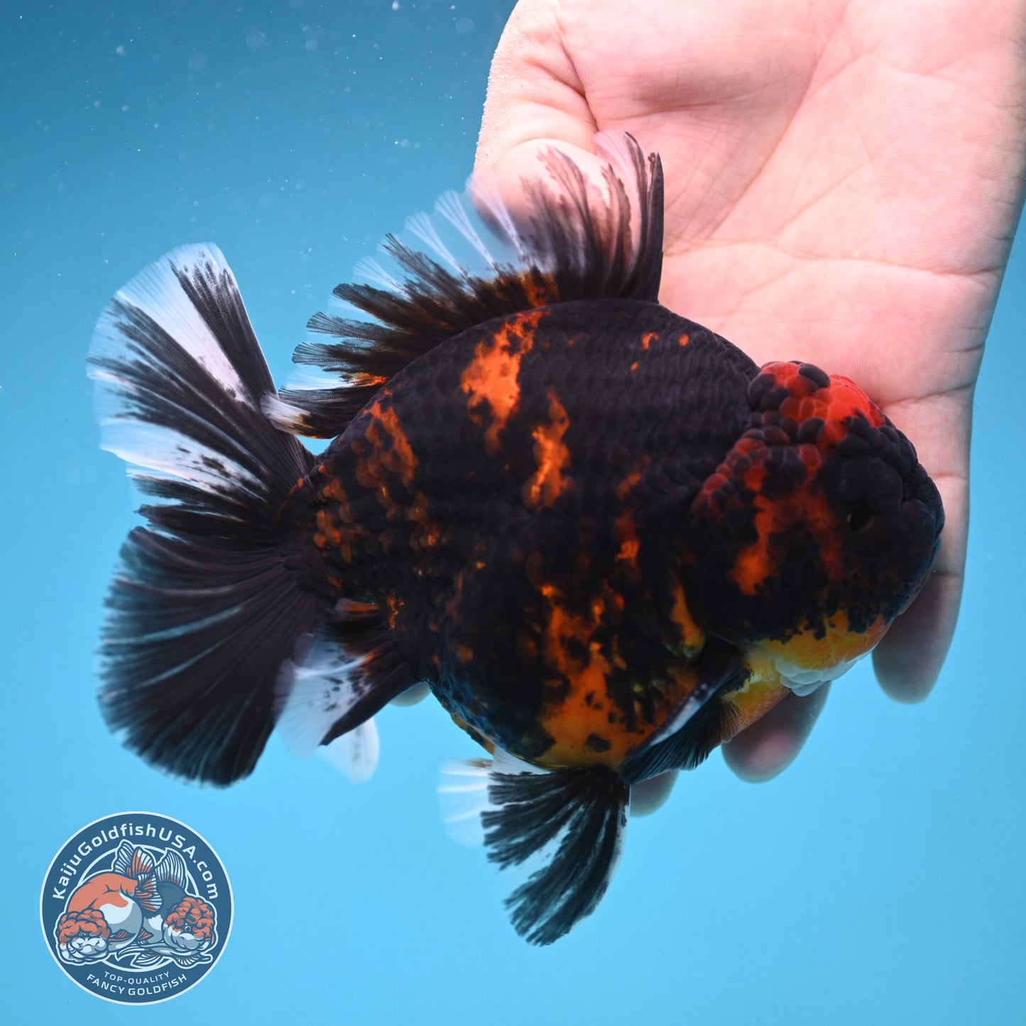 Heavy Ink Tiger Oranda 4.5 inch Body (250912_OR09)