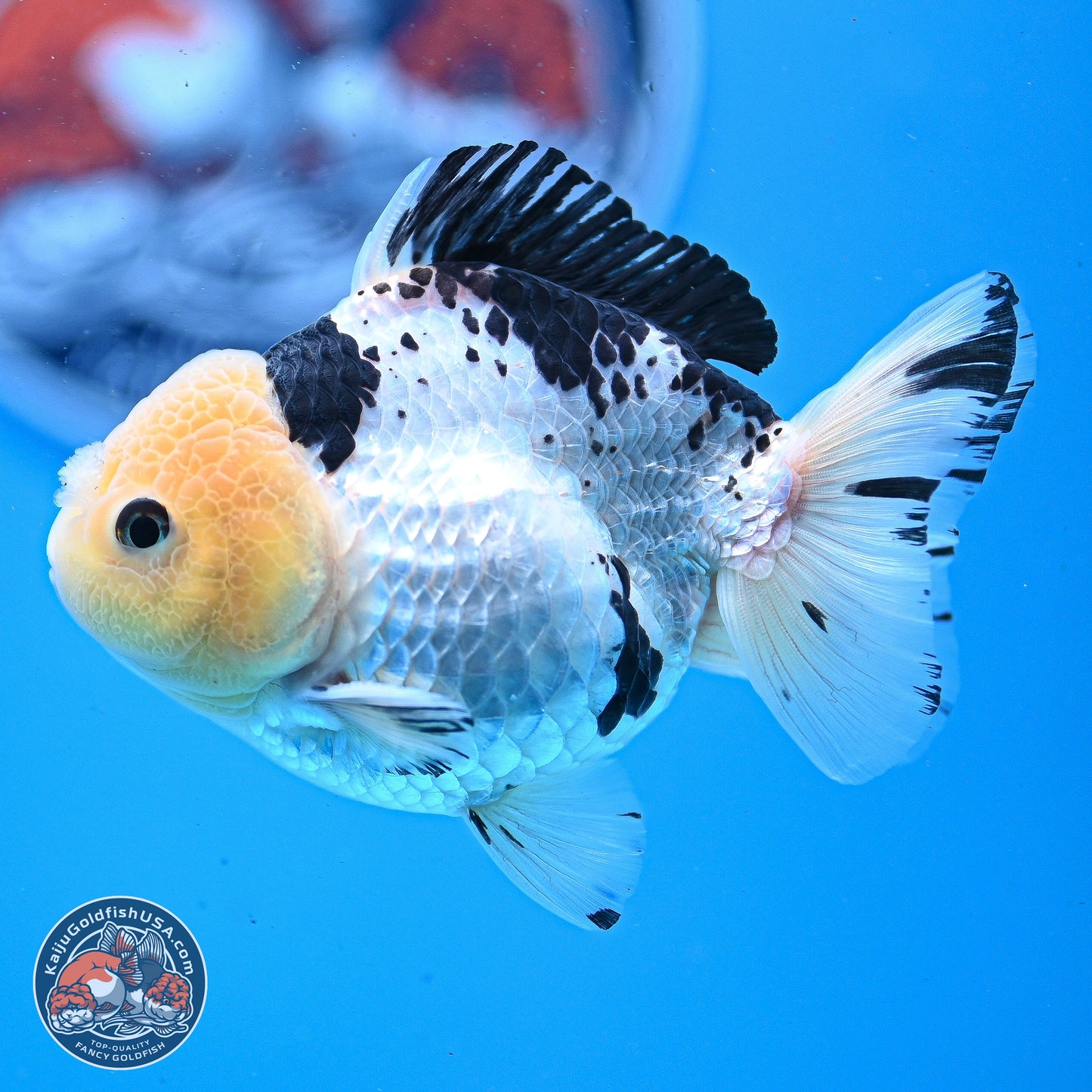 Panda YuanBao Oranda 3.25in Body (240830_OR09) - Kaiju Goldfish USA