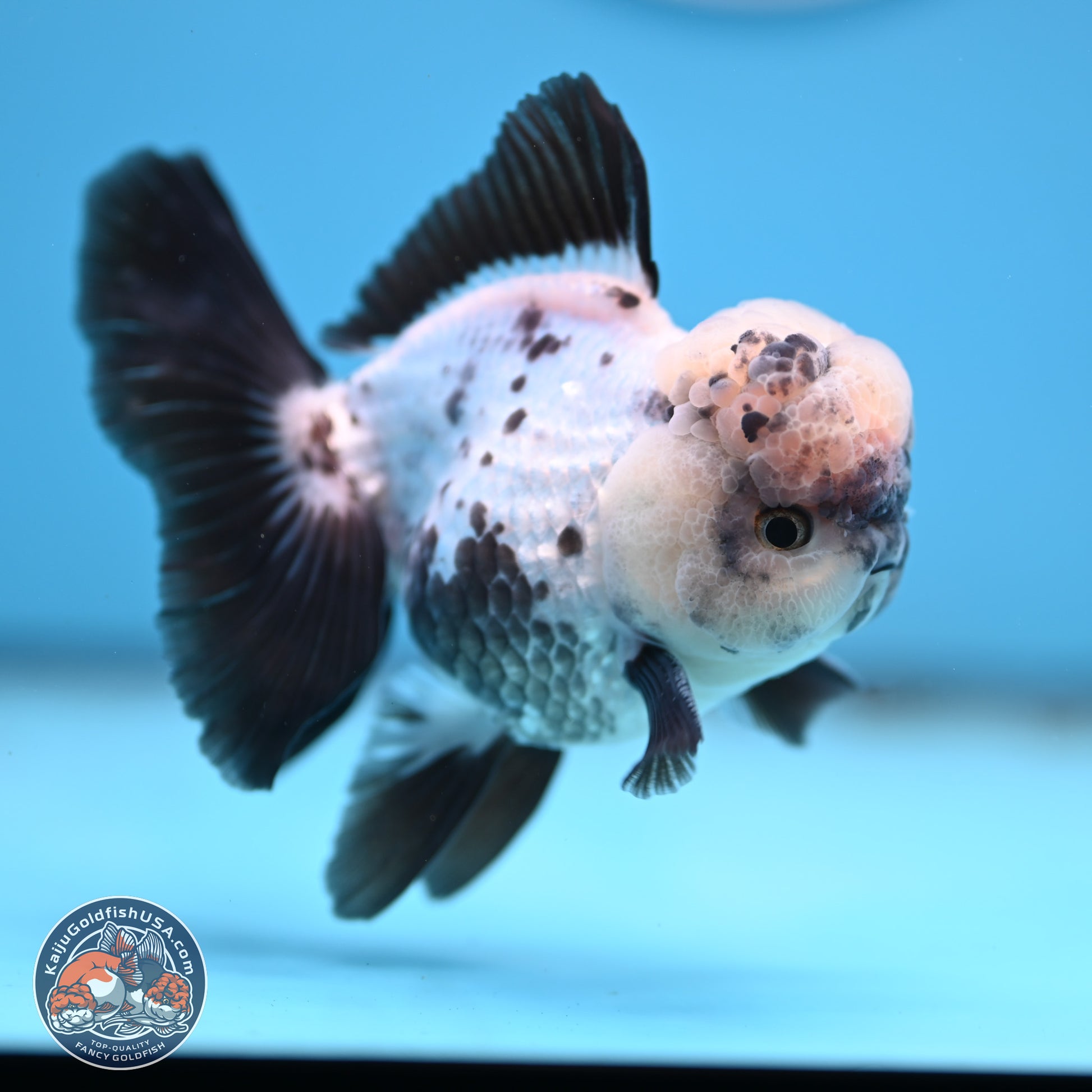 Panda Rose Tail Oranda 4.5 inches - Male (241206_OR09) - Kaiju Goldfish USA