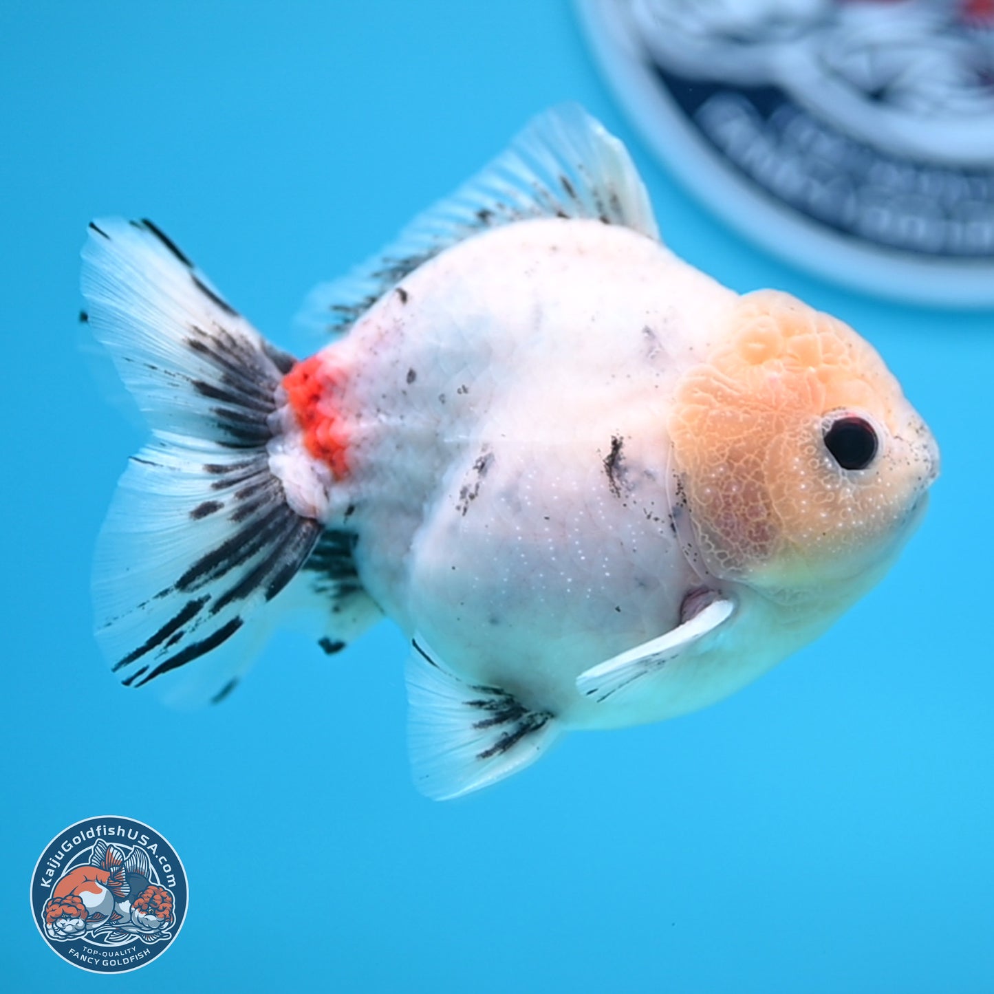 Calico YuanBao Oranda 4.5 inches - Male (241129_OR09) - Kaiju Goldfish USA