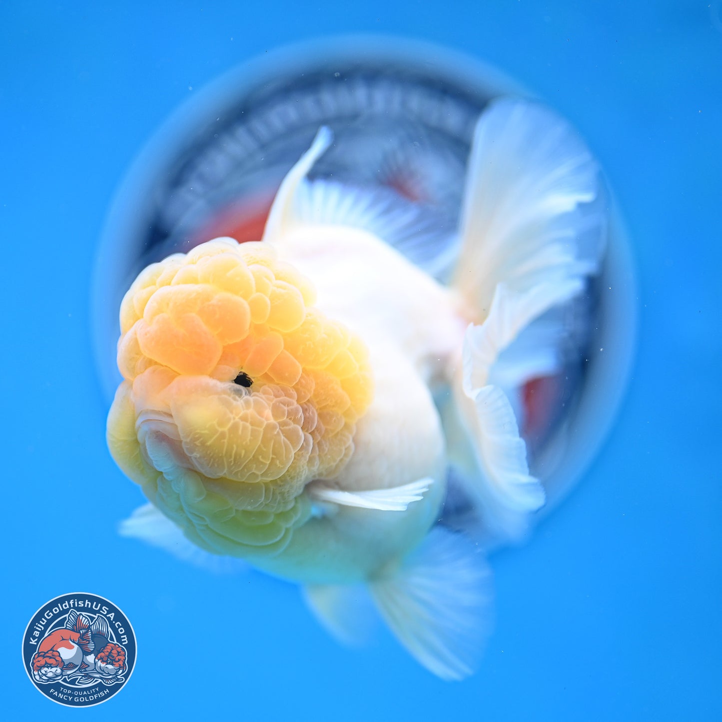 Lemon Head Sakura Rose Tail Oranda 3.5 inches Body - Male (250214_OR09)