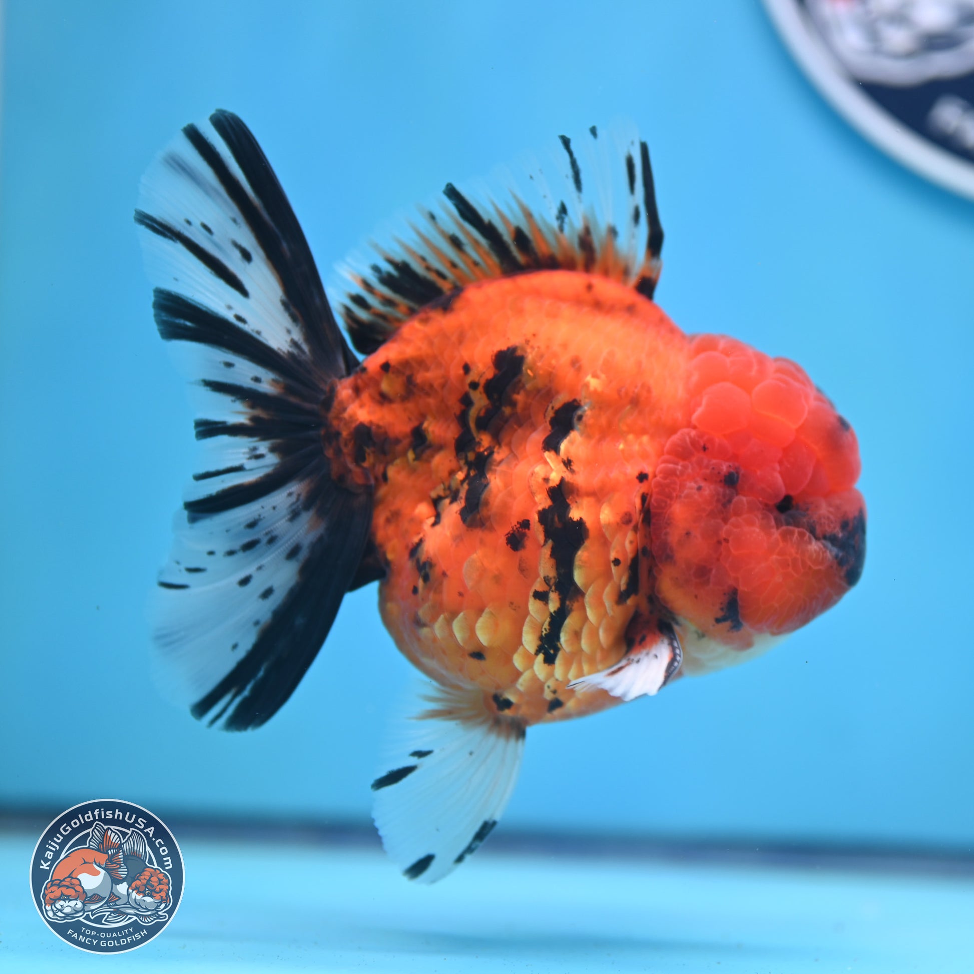 A Grade Shogun Tiger Rose Tail Oranda 4-4.5 inches (240906_OR09) - Kaiju Goldfish USA