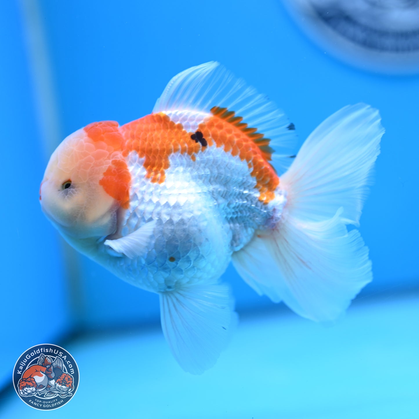 Red White Rose Tail Oranda 4 inches Body - Male (250404_OR09)