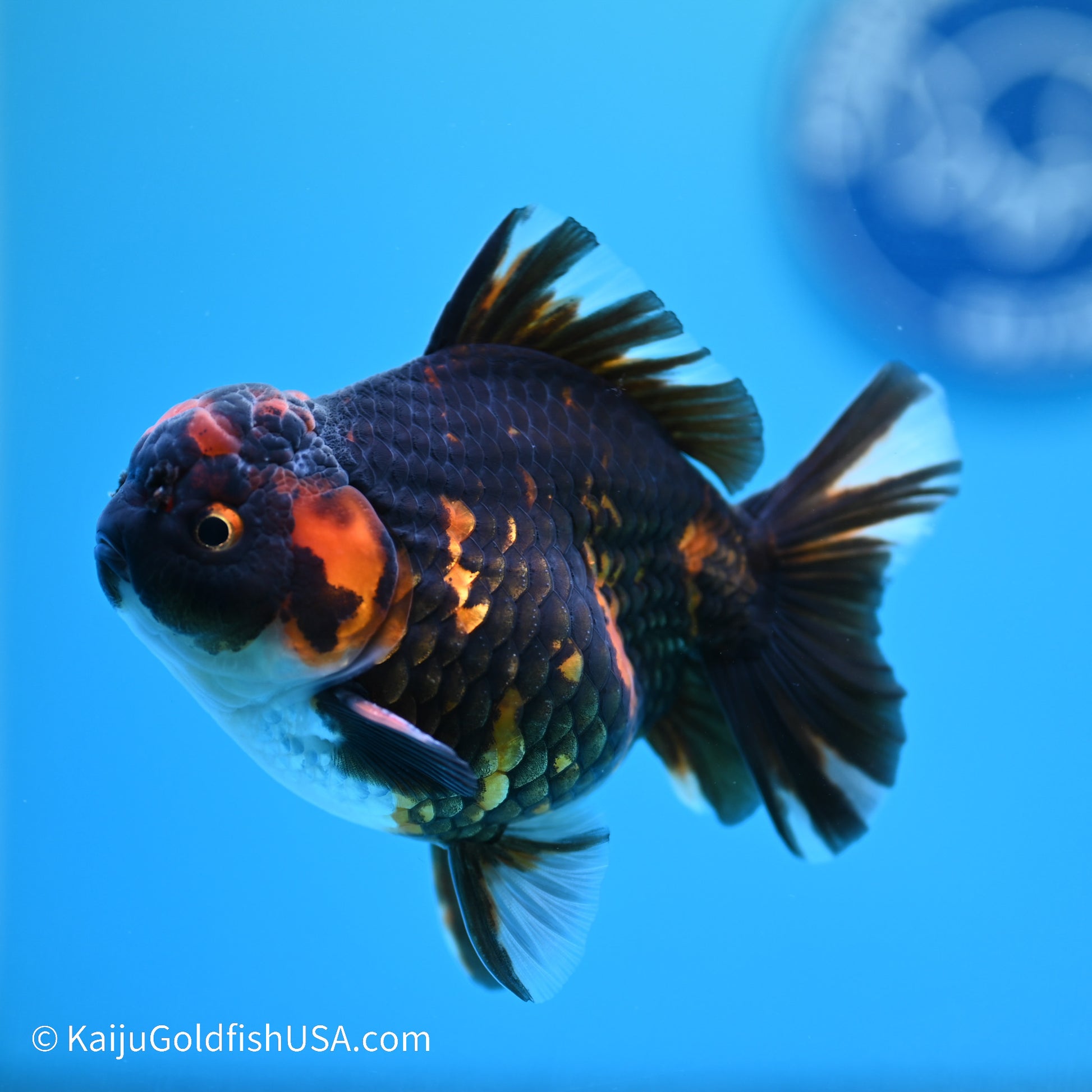 Heavy Ink Tiger YuanBao Oranda 3.5in Body (240524_OR09) - Kaiju Goldfish USA