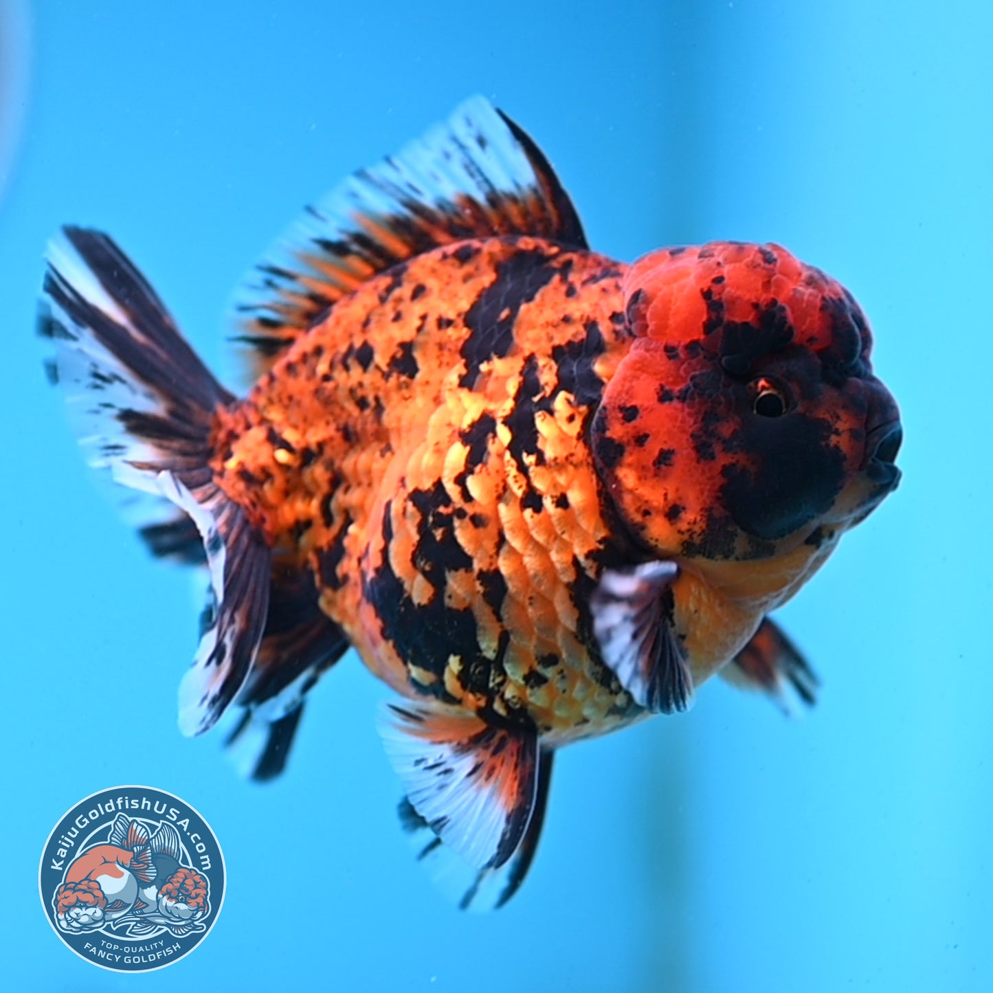Shogun Tiger Oranda 4 inches Body - Male (250418_OR09)
