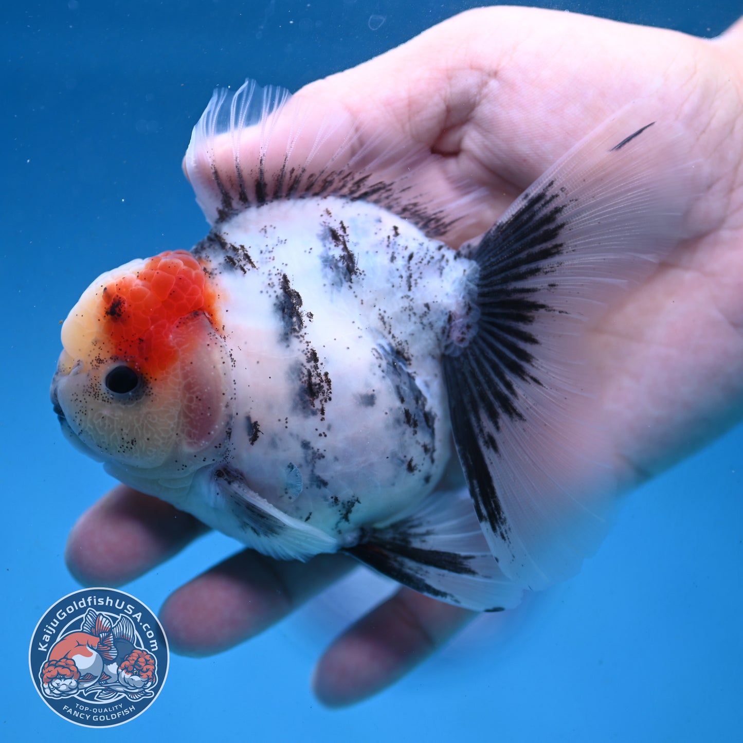 White Tiger Rosetail Oranda 3.5 inch Body (250926_OR09)