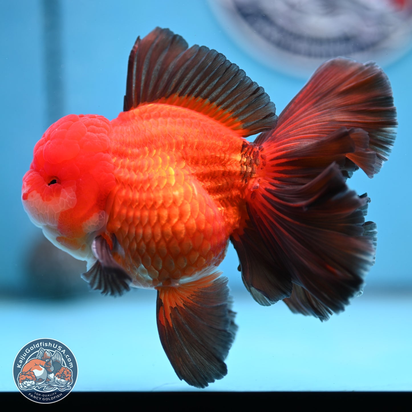Ranchu inch Body (250812_RC02)