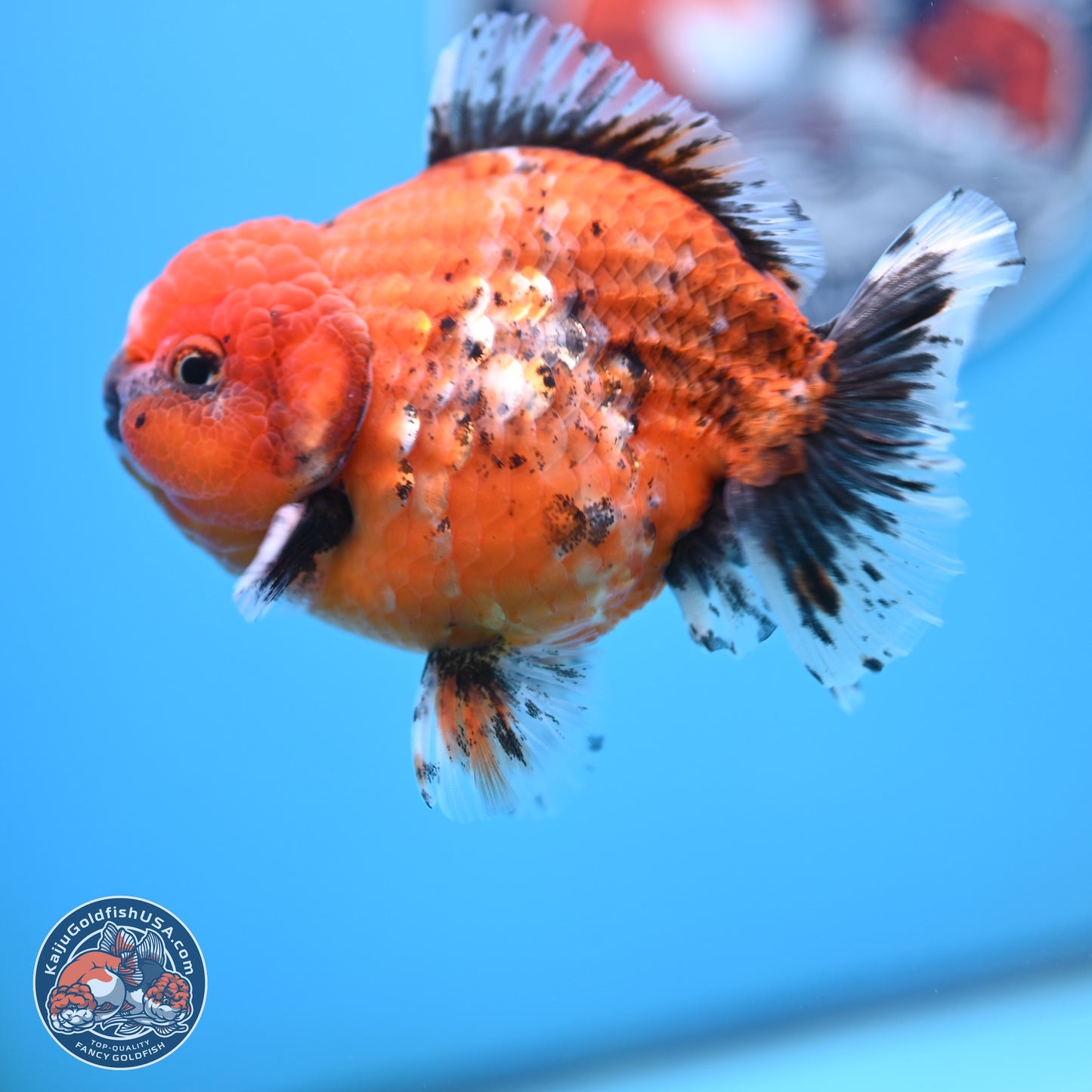 Shogun Tiger Oranda 4 inches Body - Male (250207_OR09)