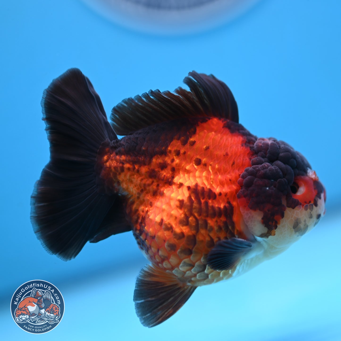 Apache YuanBao Oranda 3.25 inches Body - Male (250103_OR09) - Kaiju Goldfish USA