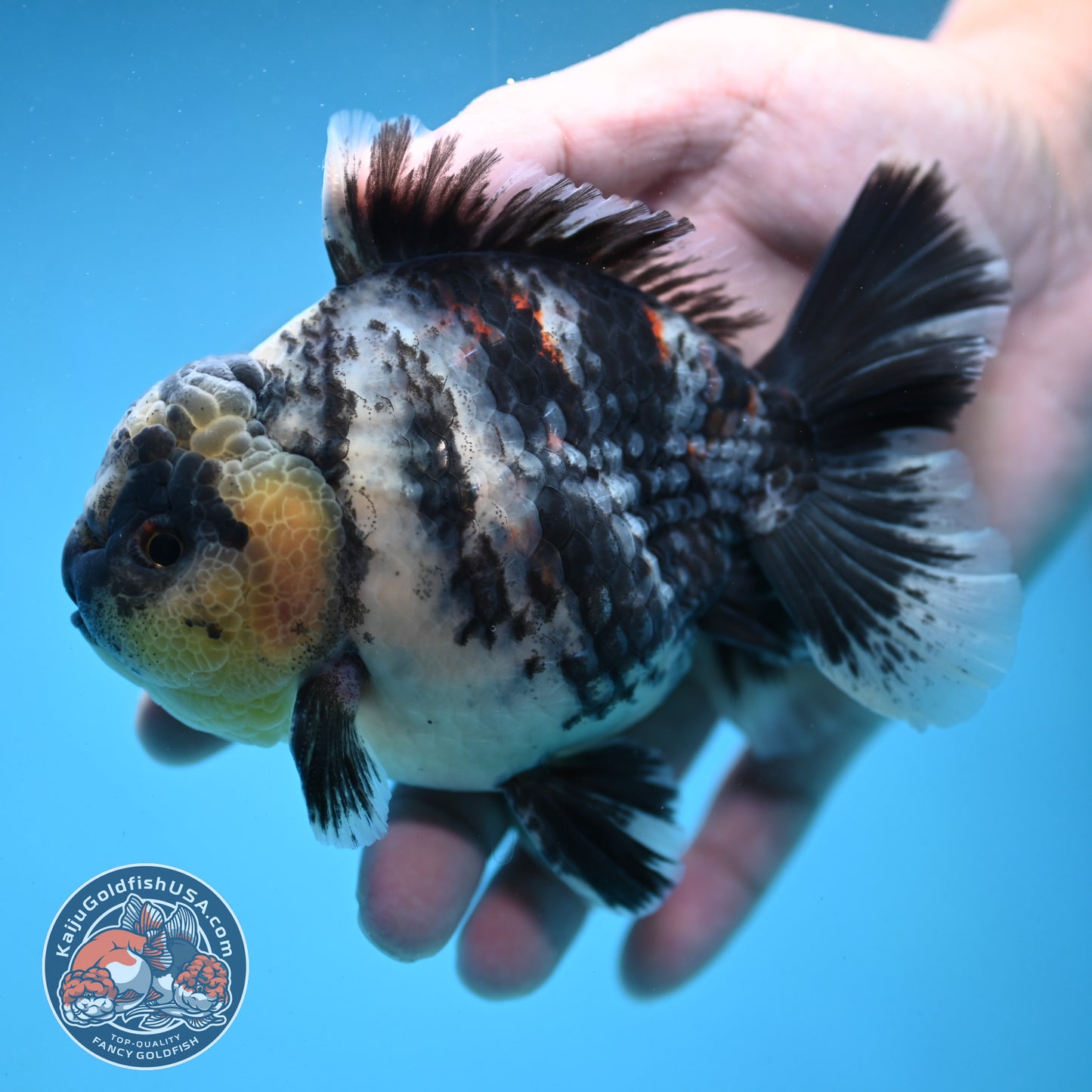 White Tiger Oranda 4 inch Body (250919_OR09)