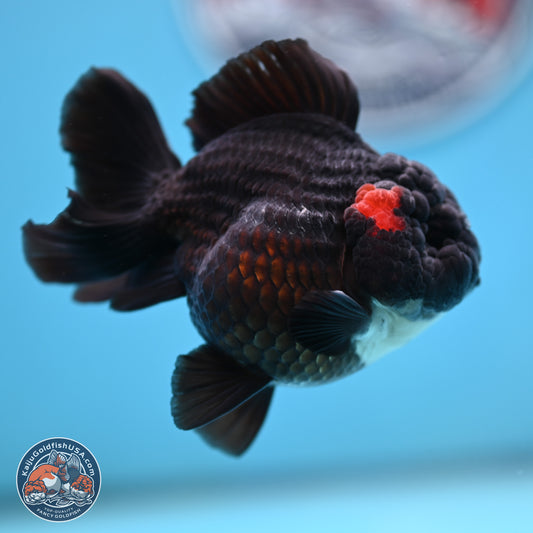 Tricolor YuanBao Oranda 3 inches Body - Male (250221_OR09)