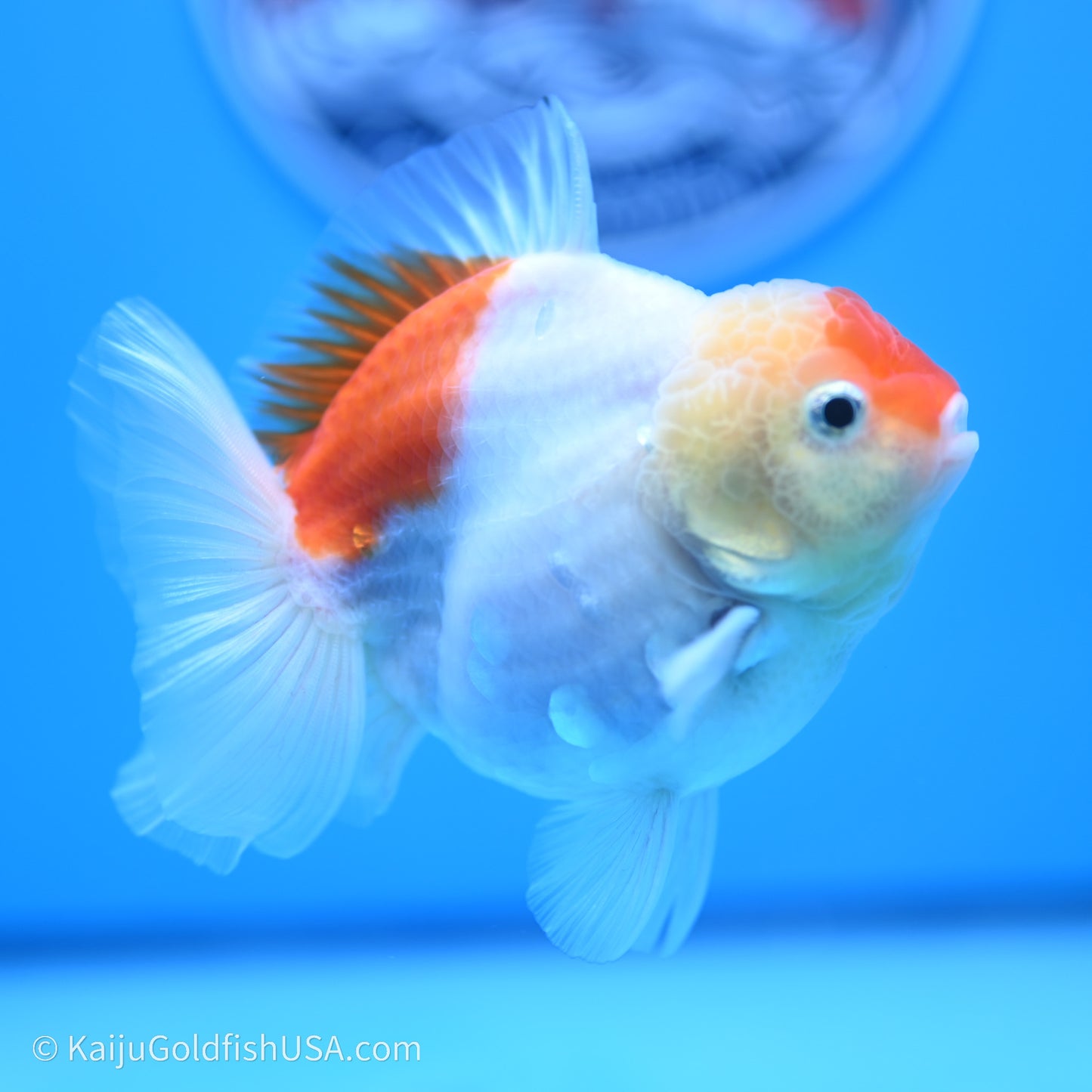 Shogun Godzilla Broad Tail Sakura Oranda 3.5in Body (240719_OR09) - Kaiju Goldfish USA