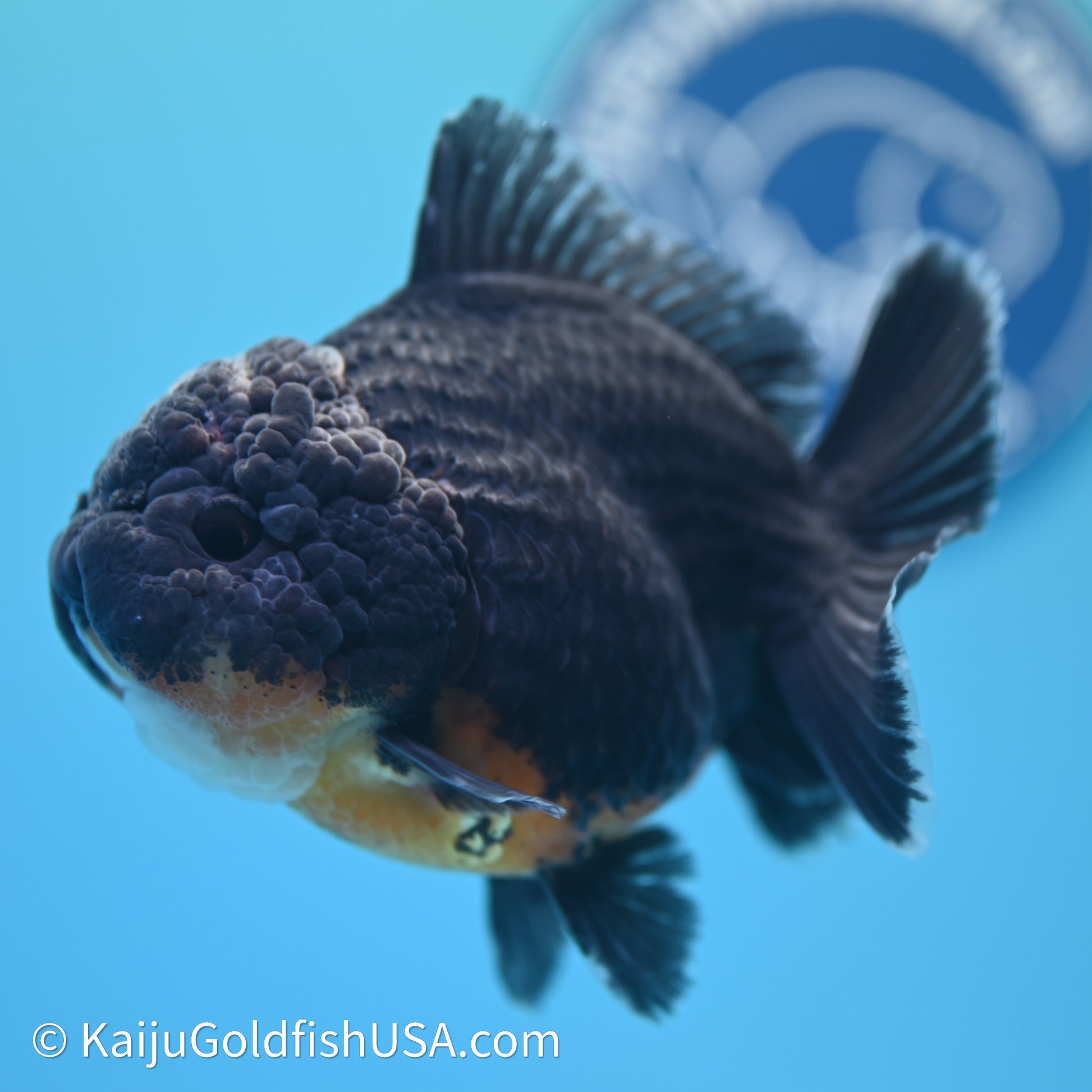 Shogun Godzilla Kirin Oranda 3.75in Body (240614_OR09) - Kaiju Goldfish USA