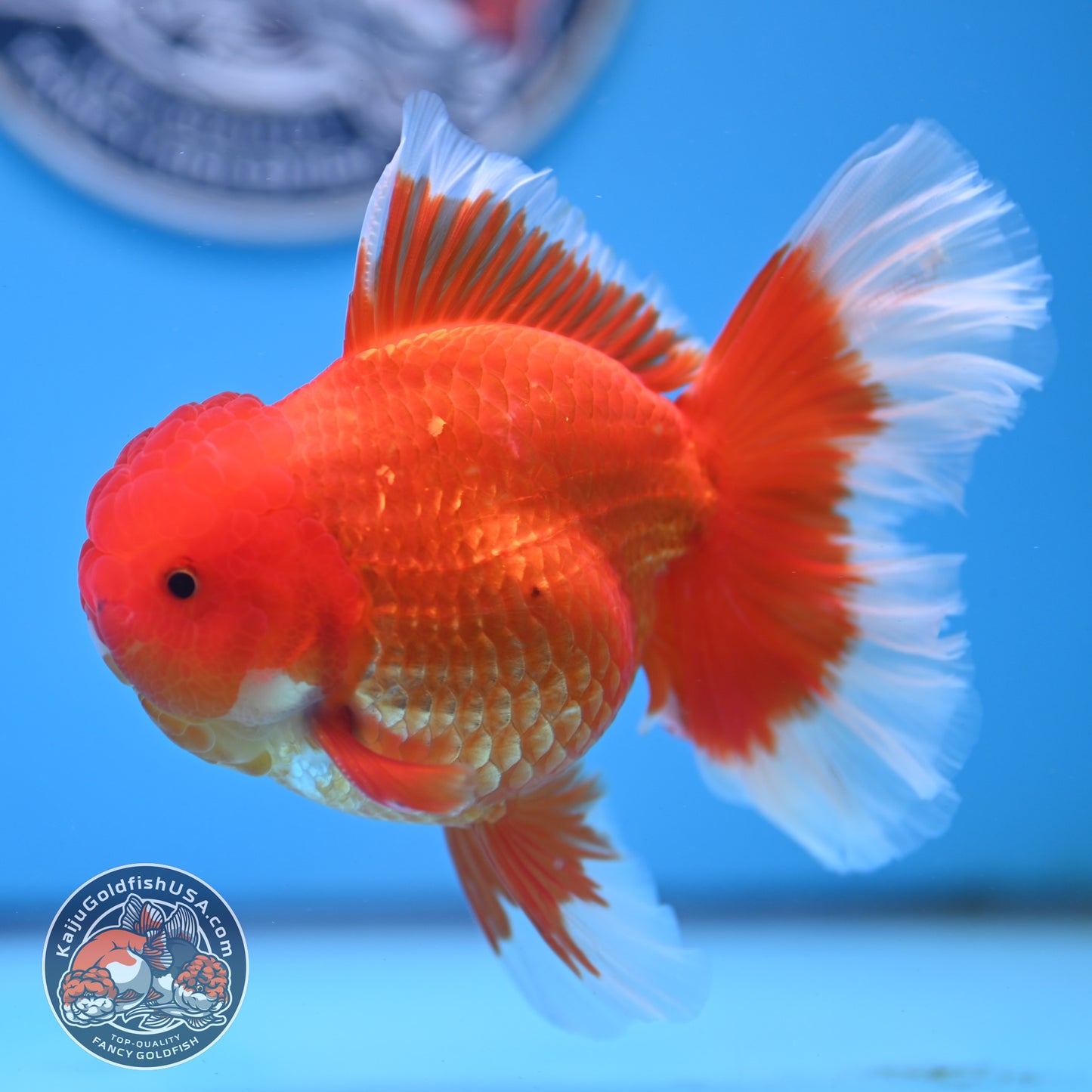 Red White Rose Tail Oranda 3.75 inches Body (250509_OR09)