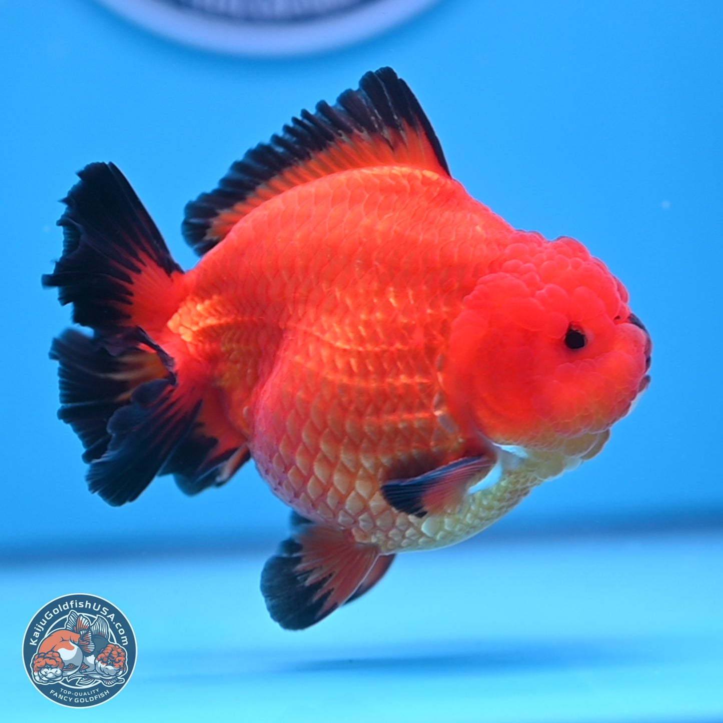 Apache YuanBao Oranda 4 inches Body - Male (241227_OR09) - Kaiju Goldfish USA