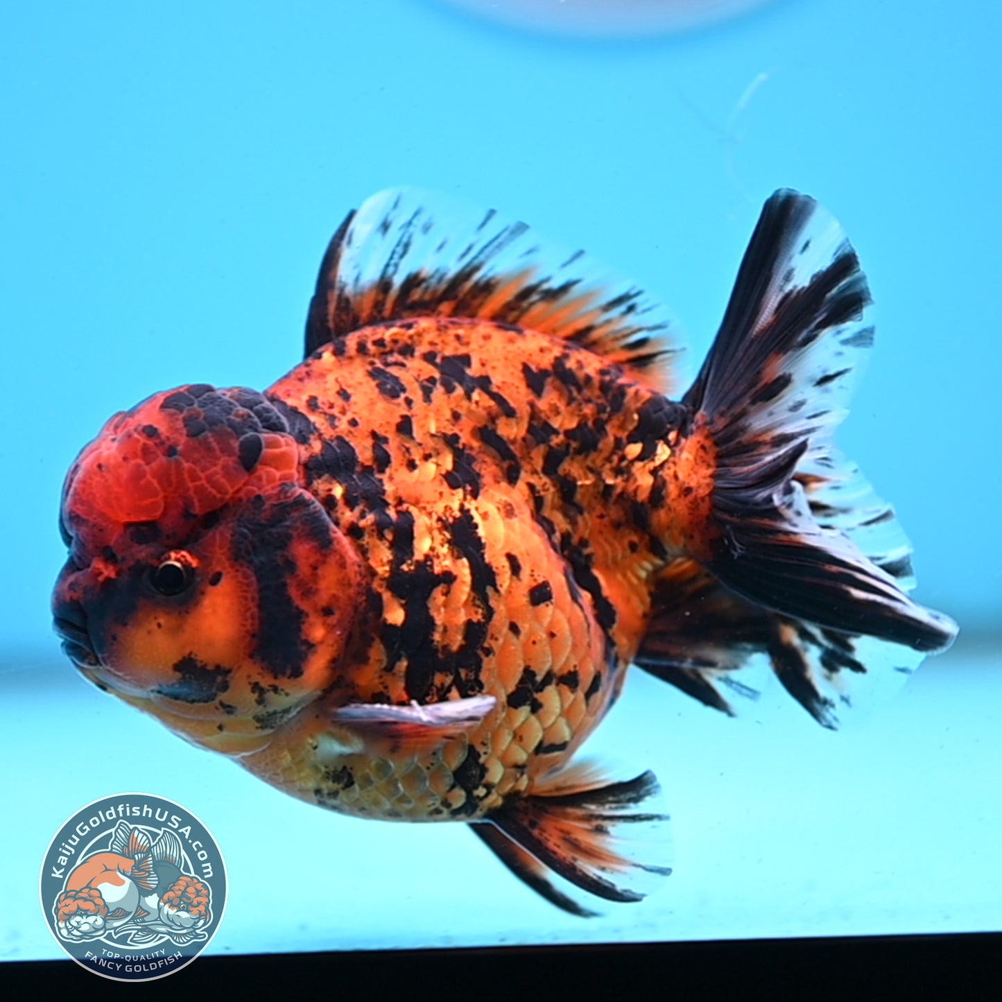 Shogun Tiger Oranda 4 inches Body - Male (250418_OR09)