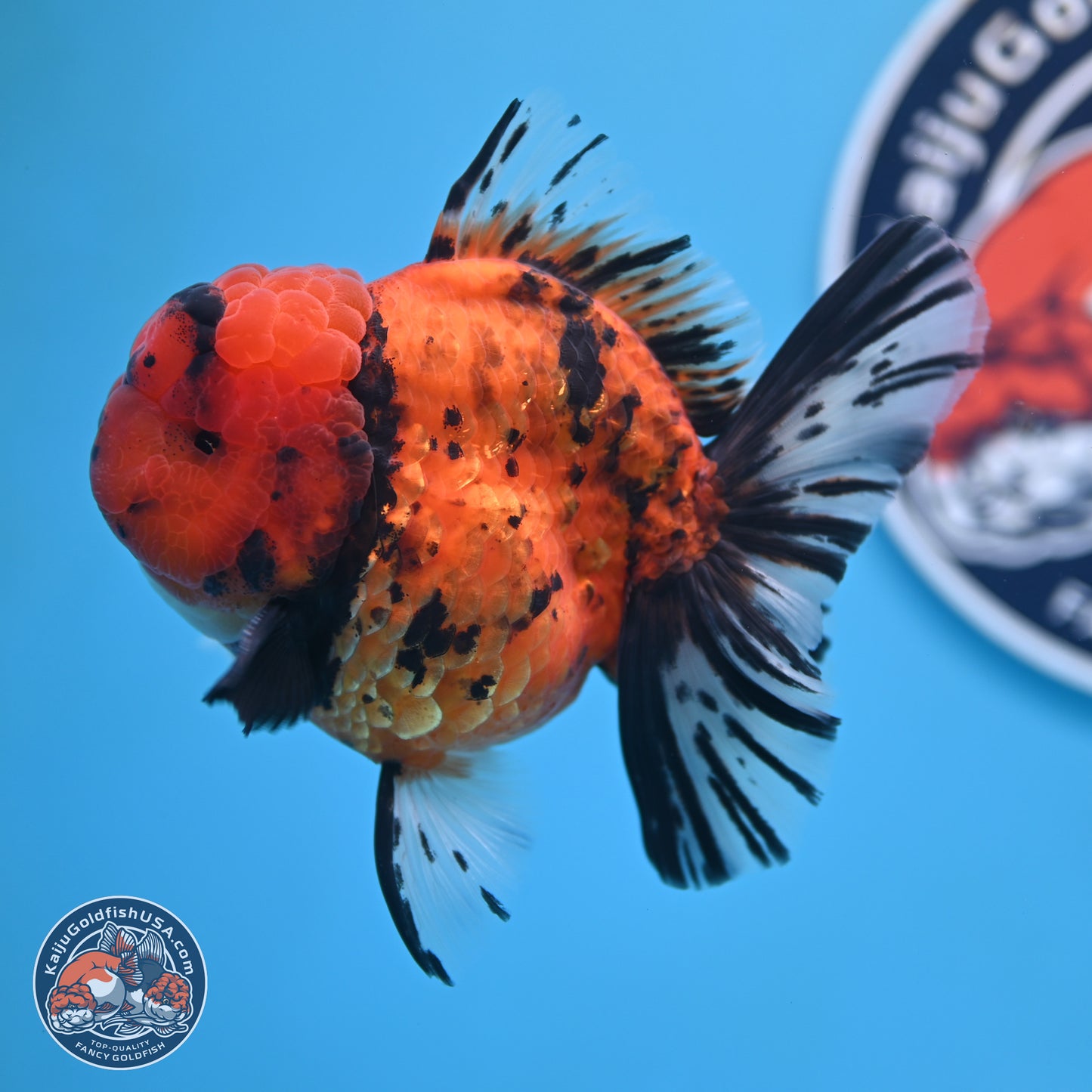 A Grade Shogun Tiger Rose Tail Oranda 4-4.5 inches (240906_OR09) - Kaiju Goldfish USA