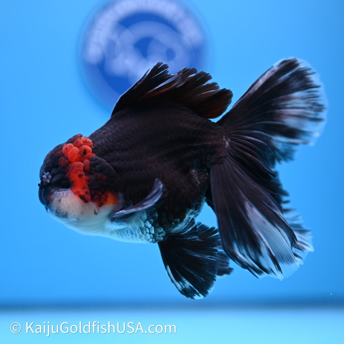 Tricolor Butterfly Tail Oranda 4in Body (240621_OR09) - Kaiju Goldfish USA