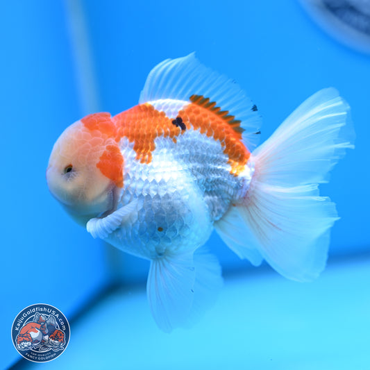 Red White Rose Tail Oranda 4 inches Body - Male (250404_OR09)