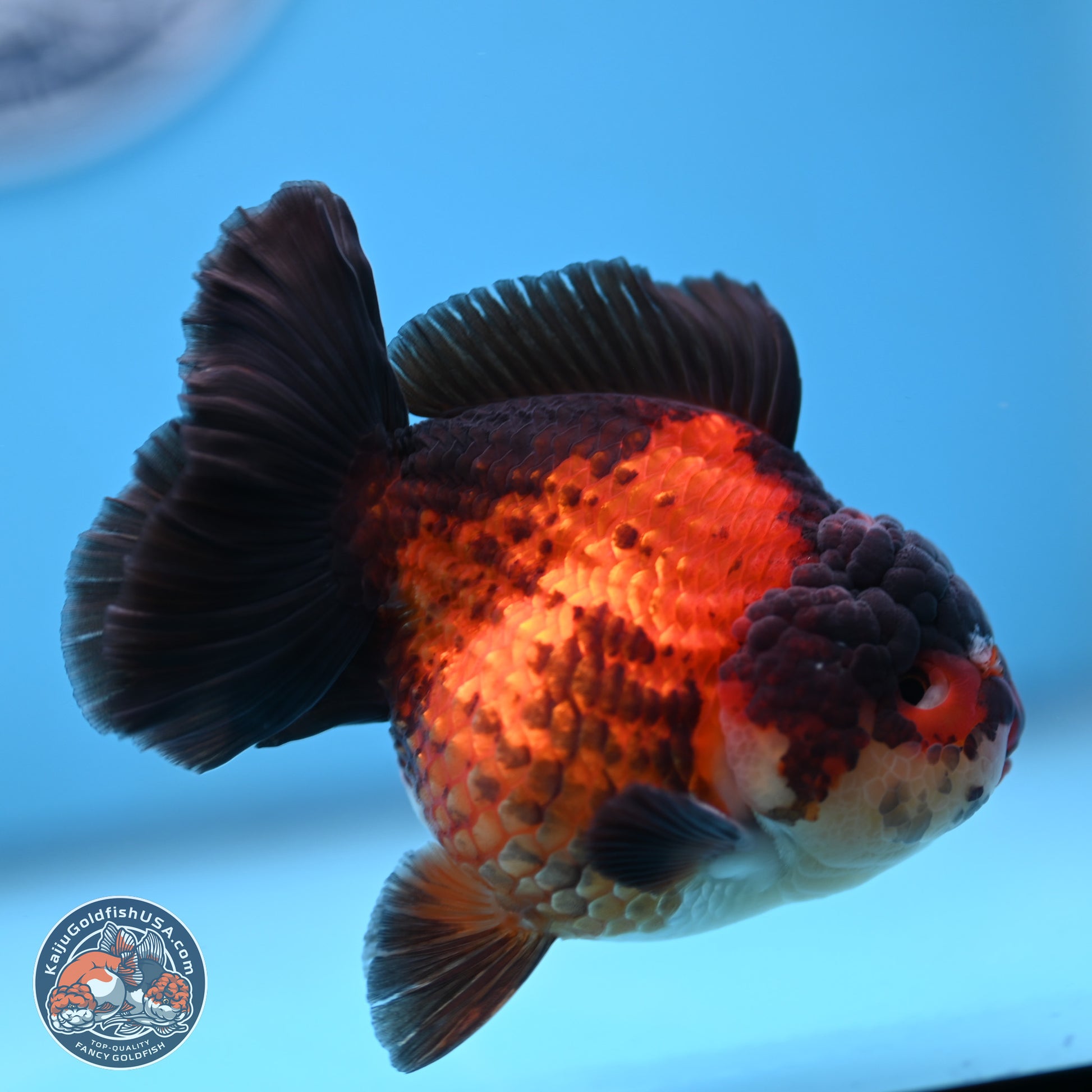 Apache YuanBao Oranda 3.25 inches Body - Male (250103_OR09) - Kaiju Goldfish USA