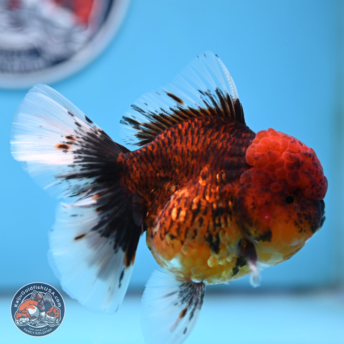 Red Kirin Rose Tail Oranda 3.75 inches Body - Female (250314_OR09)