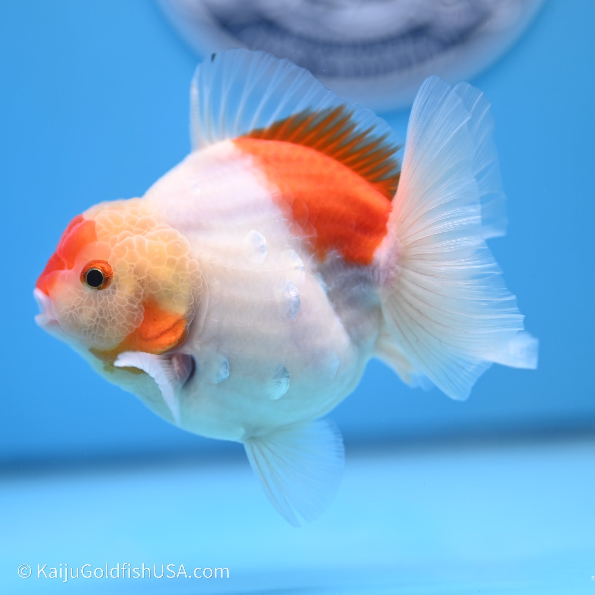 Shogun Godzilla Broad Tail Sakura Oranda 3.5in Body (240719_OR09) - Kaiju Goldfish USA