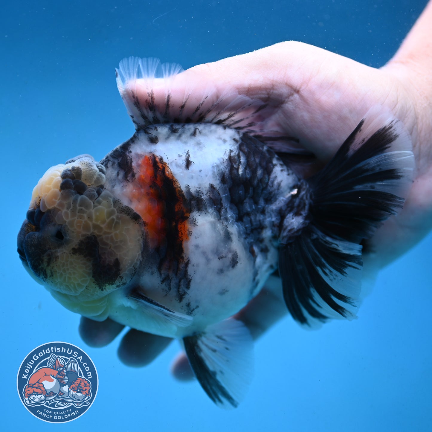 Tricolor Rose Tail Oranda 4 inch Body (251003_OR09)