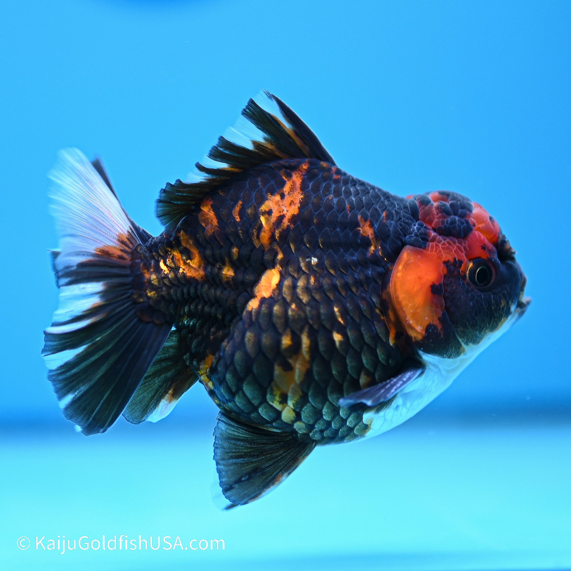 Heavy Ink Tiger YuanBao Oranda 3.5in Body (240524_OR09) - Kaiju Goldfish USA