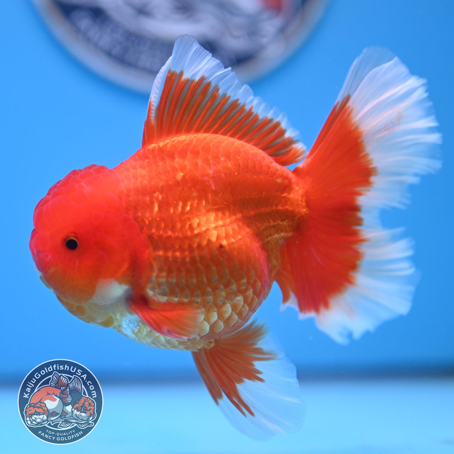 Red White Rose Tail Oranda 3.75 inches Body (250509_OR09)