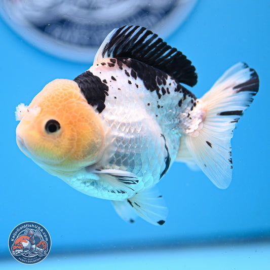 Panda YuanBao Oranda 3.25in Body (240830_OR09) - Kaiju Goldfish USA