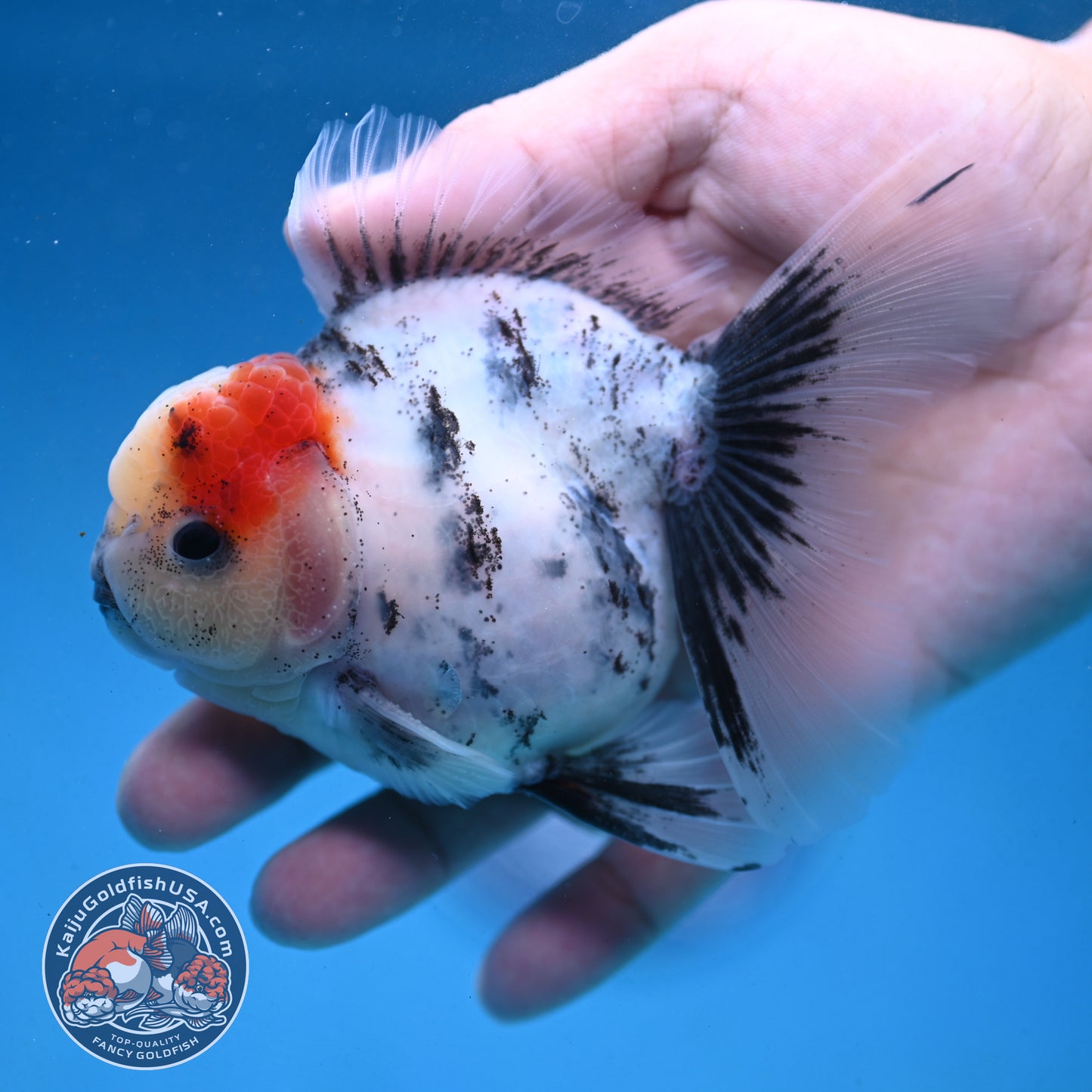 White Tiger Rosetail Oranda 3.5 inch Body (250926_OR09)