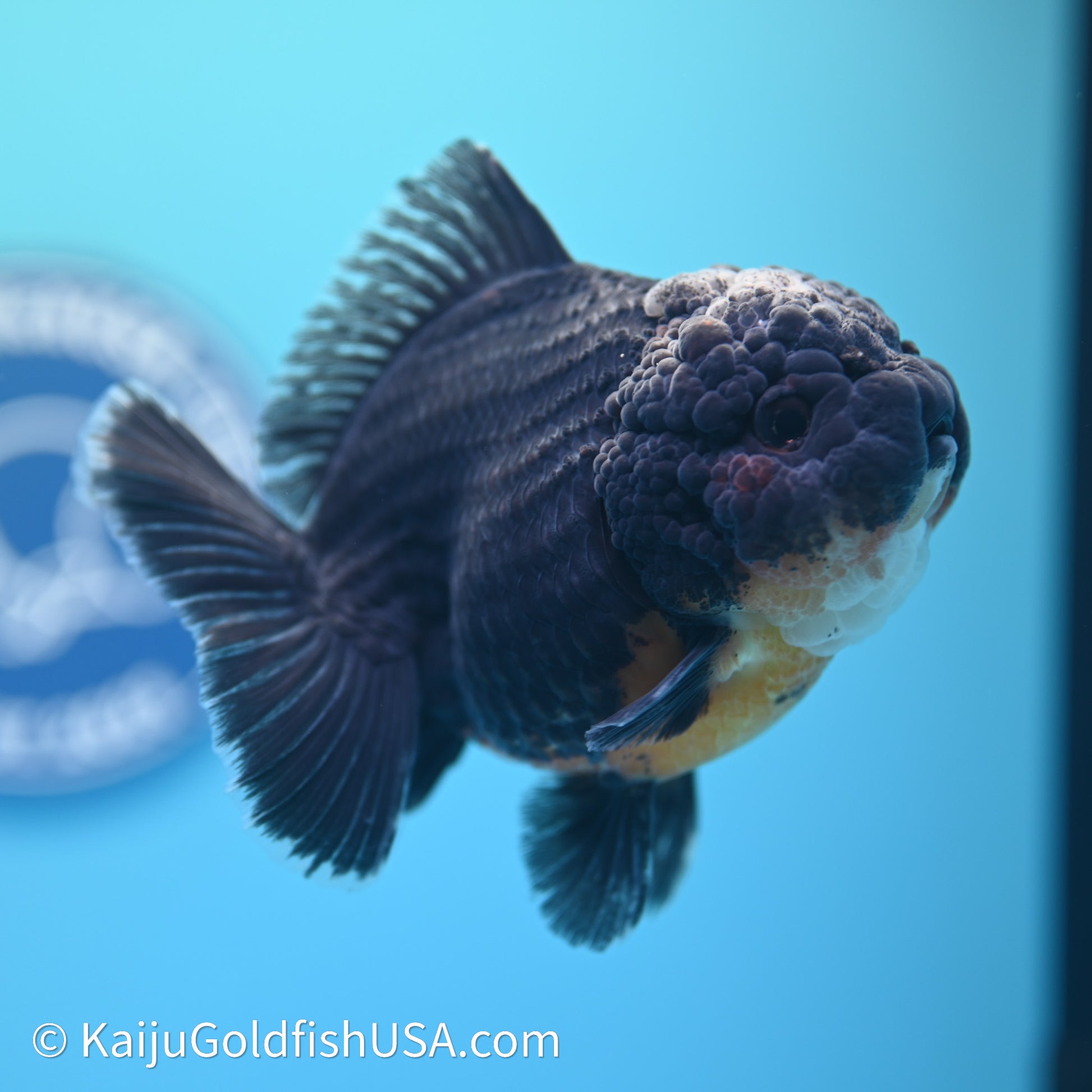 Shogun Godzilla Kirin Oranda 3.75in Body (240614_OR09) - Kaiju Goldfish USA