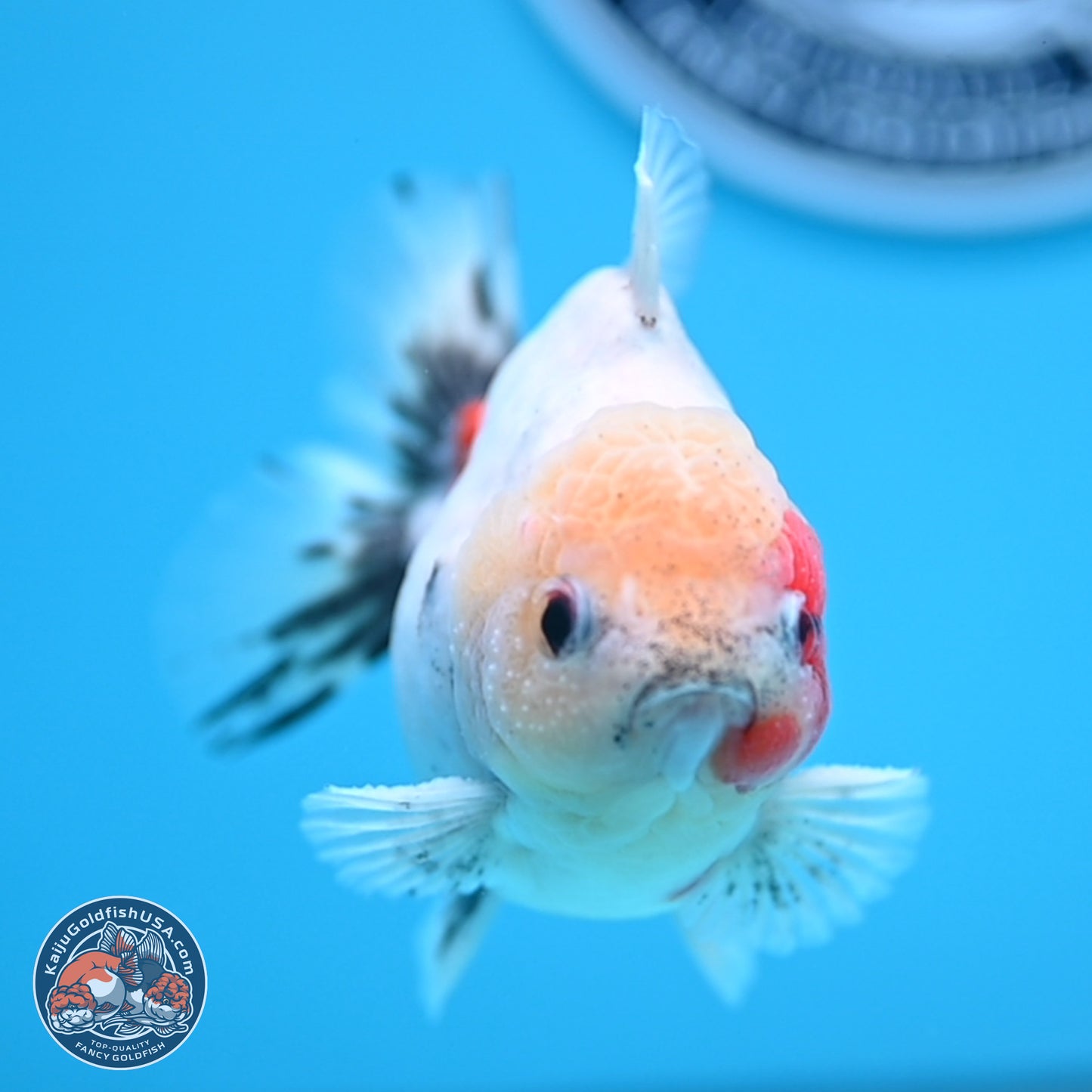 Calico YuanBao Oranda 4.5 inches - Male (241129_OR09) - Kaiju Goldfish USA