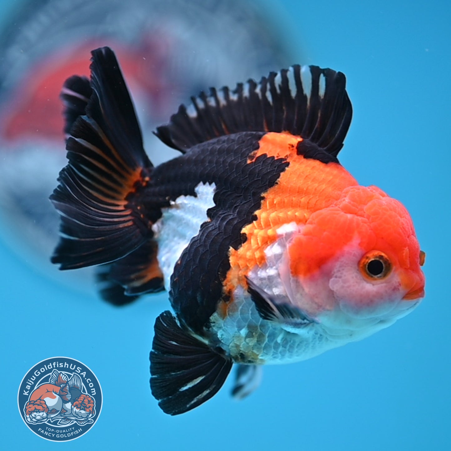Tricolor Oranda 3 inches Body (250606_OR09)