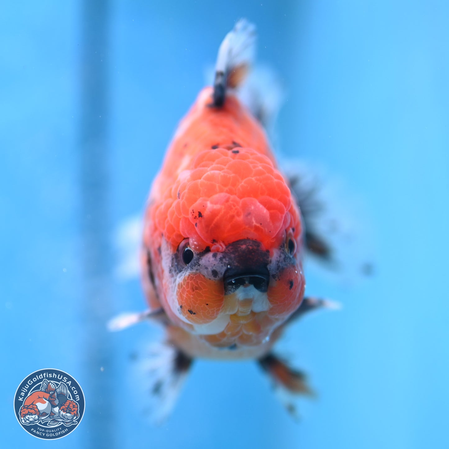 Shogun Tiger Oranda 4 inches Body - Male (250207_OR09)