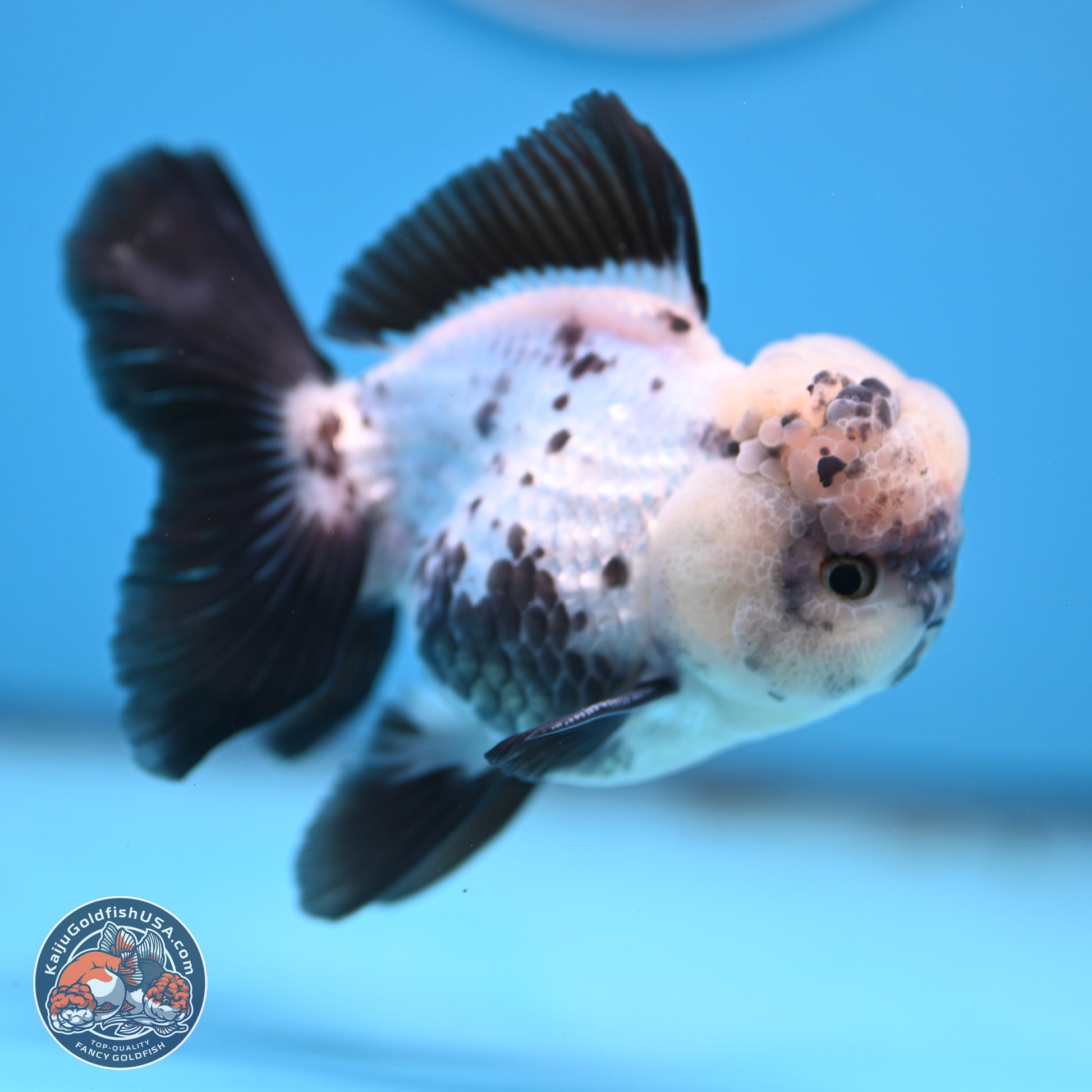 Panda Rose Tail Oranda 4.5 inches - Male (241206_OR09) - Kaiju Goldfish USA