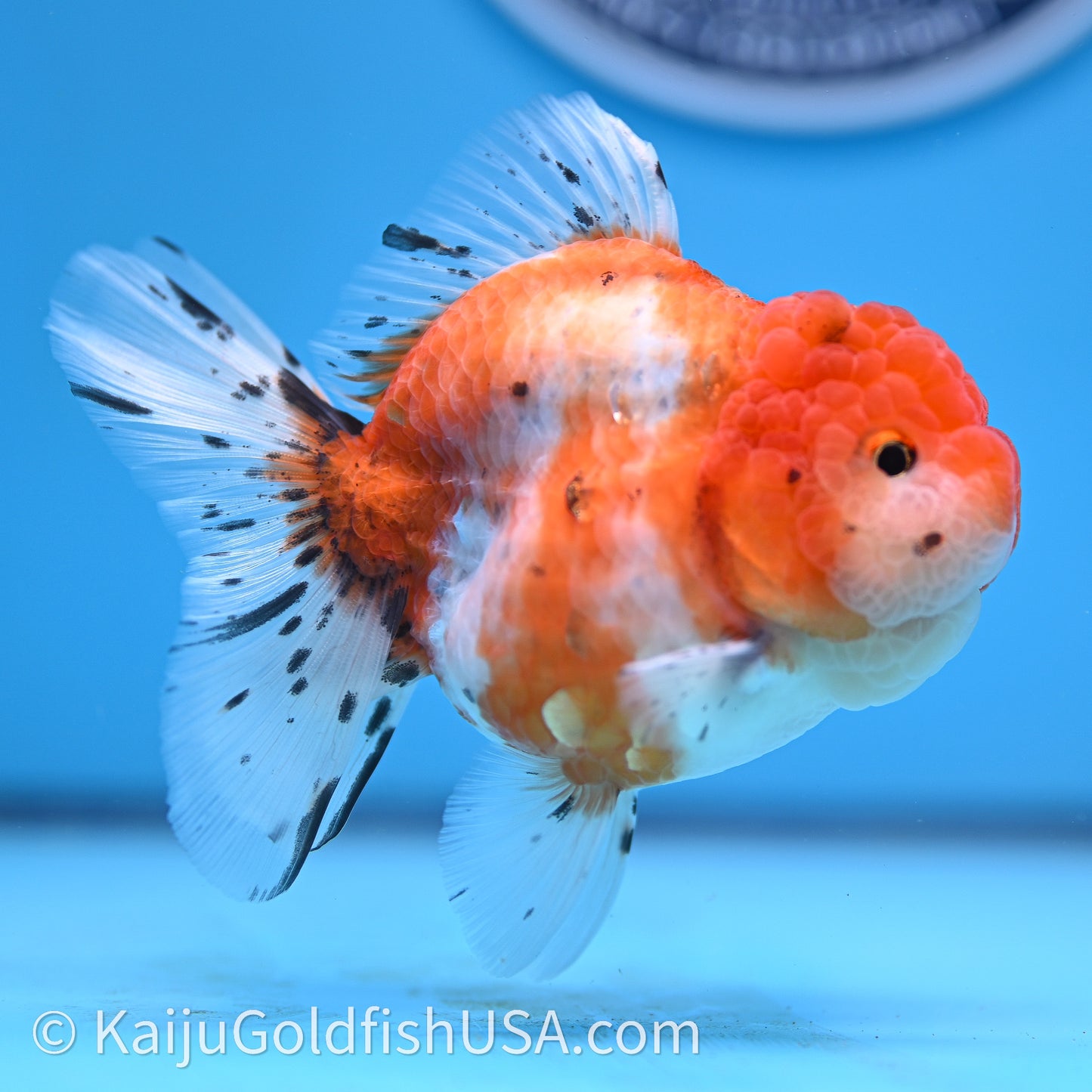 Shogun Godzilla Tricolor Sakura Oranda 3.25in Body (240726_OR09) - Kaiju Goldfish USA