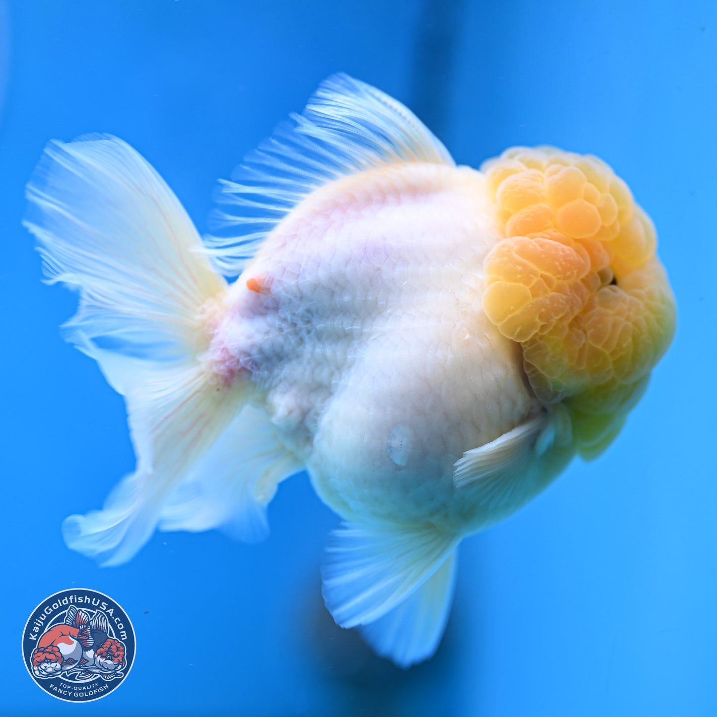 Lemon Head Sakura Rose Tail Oranda 3.5 inches Body - Male (250214_OR09)