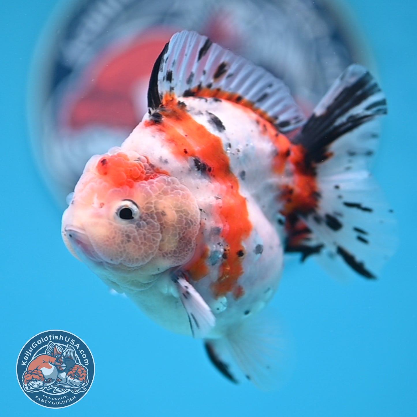 Shogun High Back Calico Oranda 3.5 inches Body (250530_OR09)