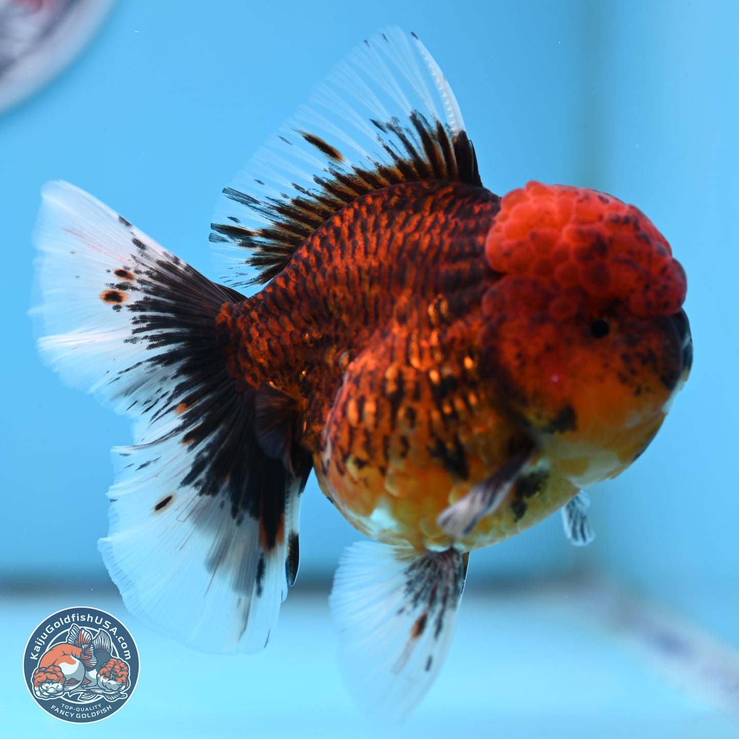 Red Kirin Rose Tail Oranda 3.75 inches Body - Female (250314_OR09)
