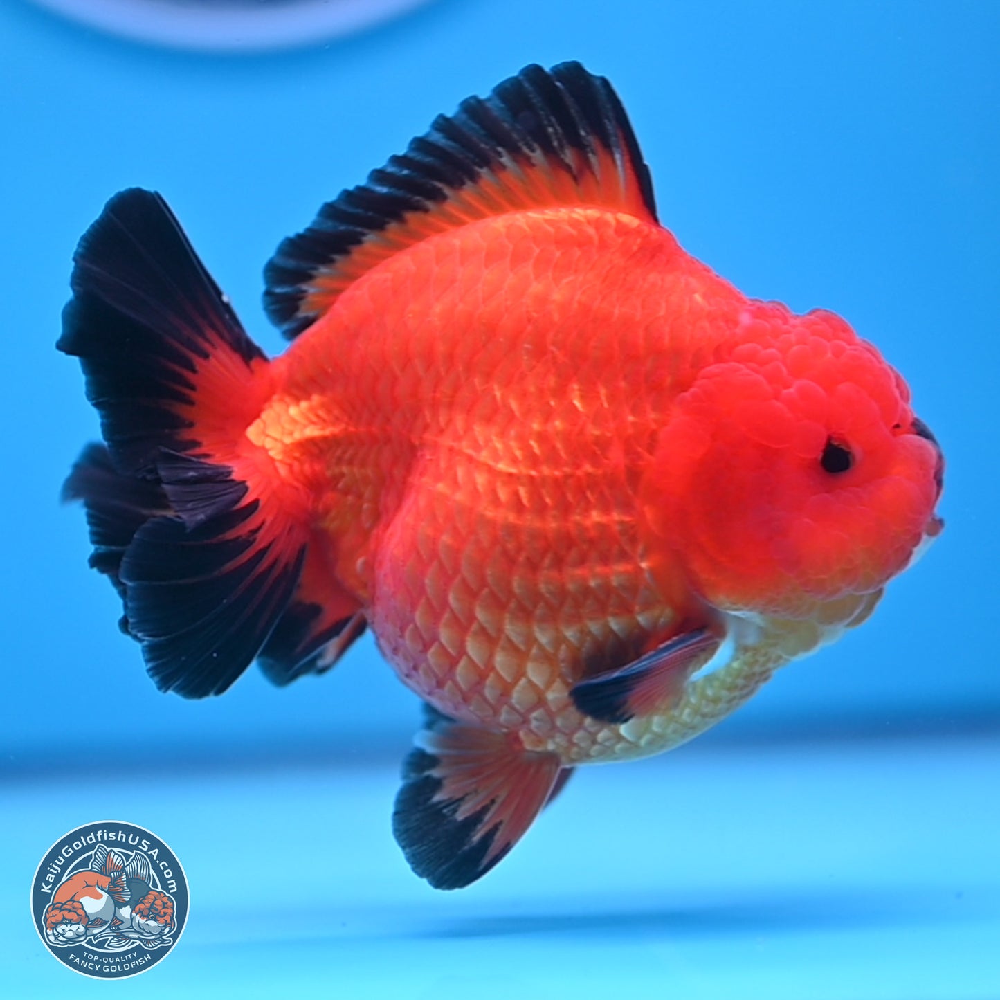 Apache YuanBao Oranda 4 inches Body - Male (241227_OR09) - Kaiju Goldfish USA