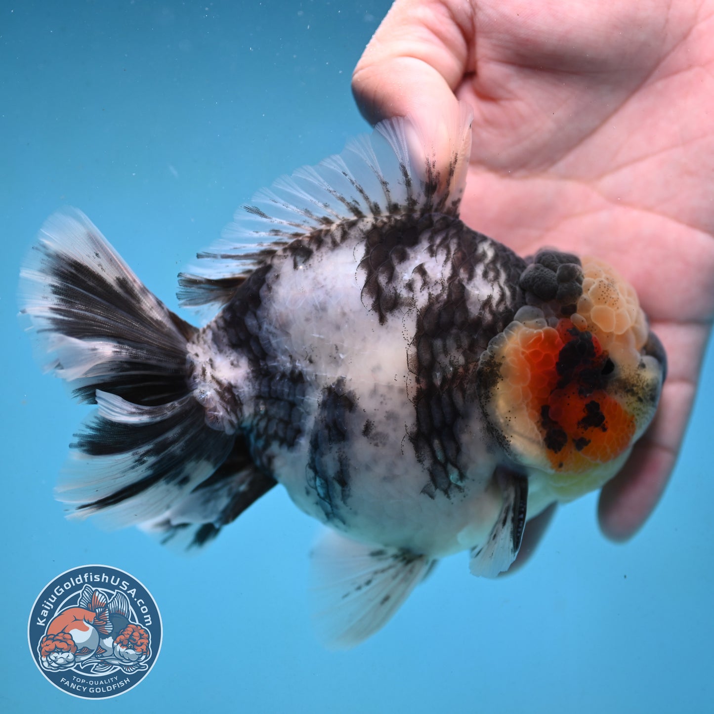 Tricolor Rose Tail Oranda 4 inch Body (251003_OR09)
